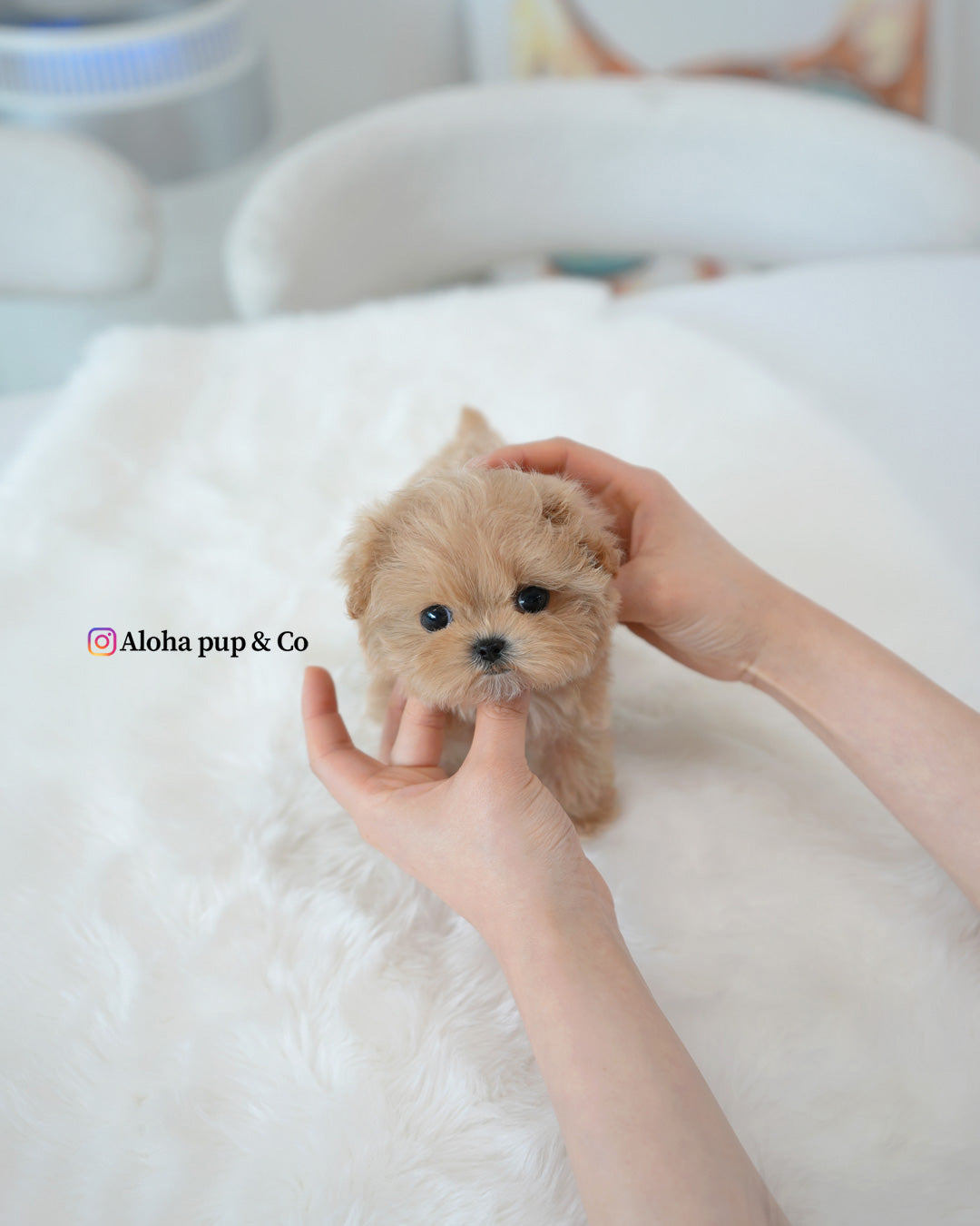 Rex [TEACUP MALTIPOO]