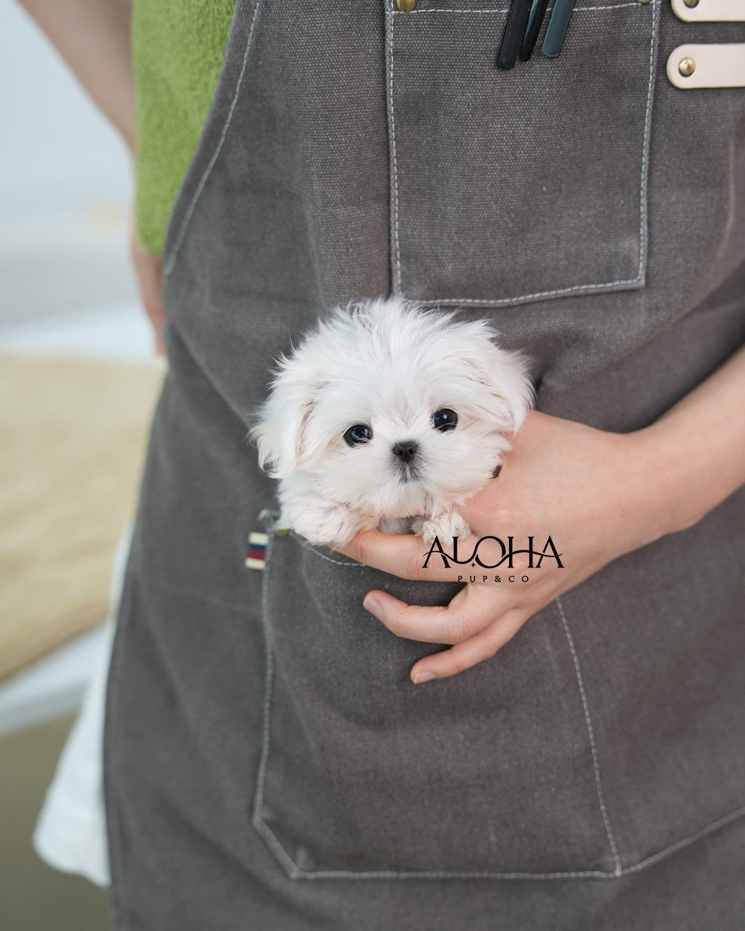 Dove [TEACUP Maltese]