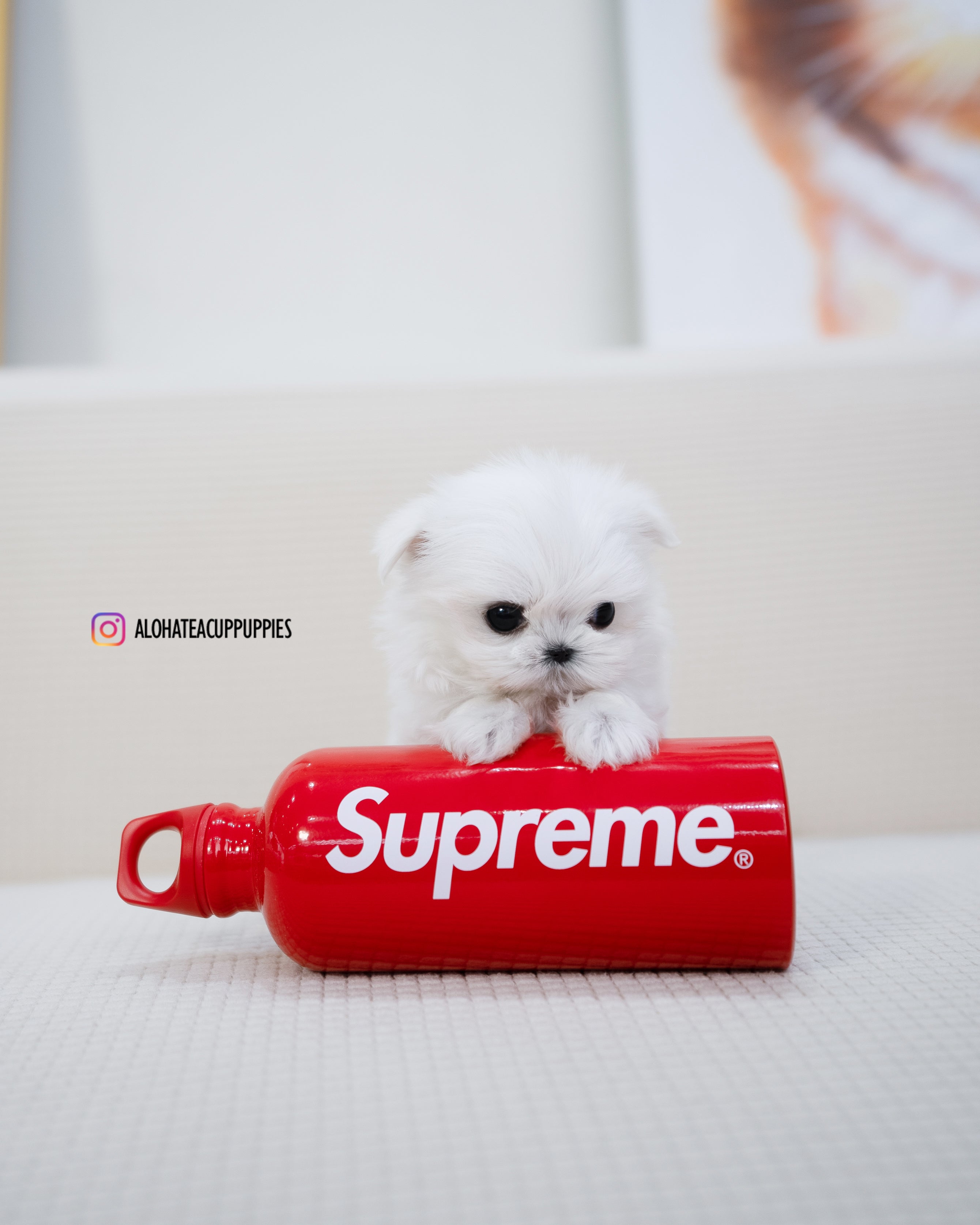 Dior [TEACUP MALTESE]