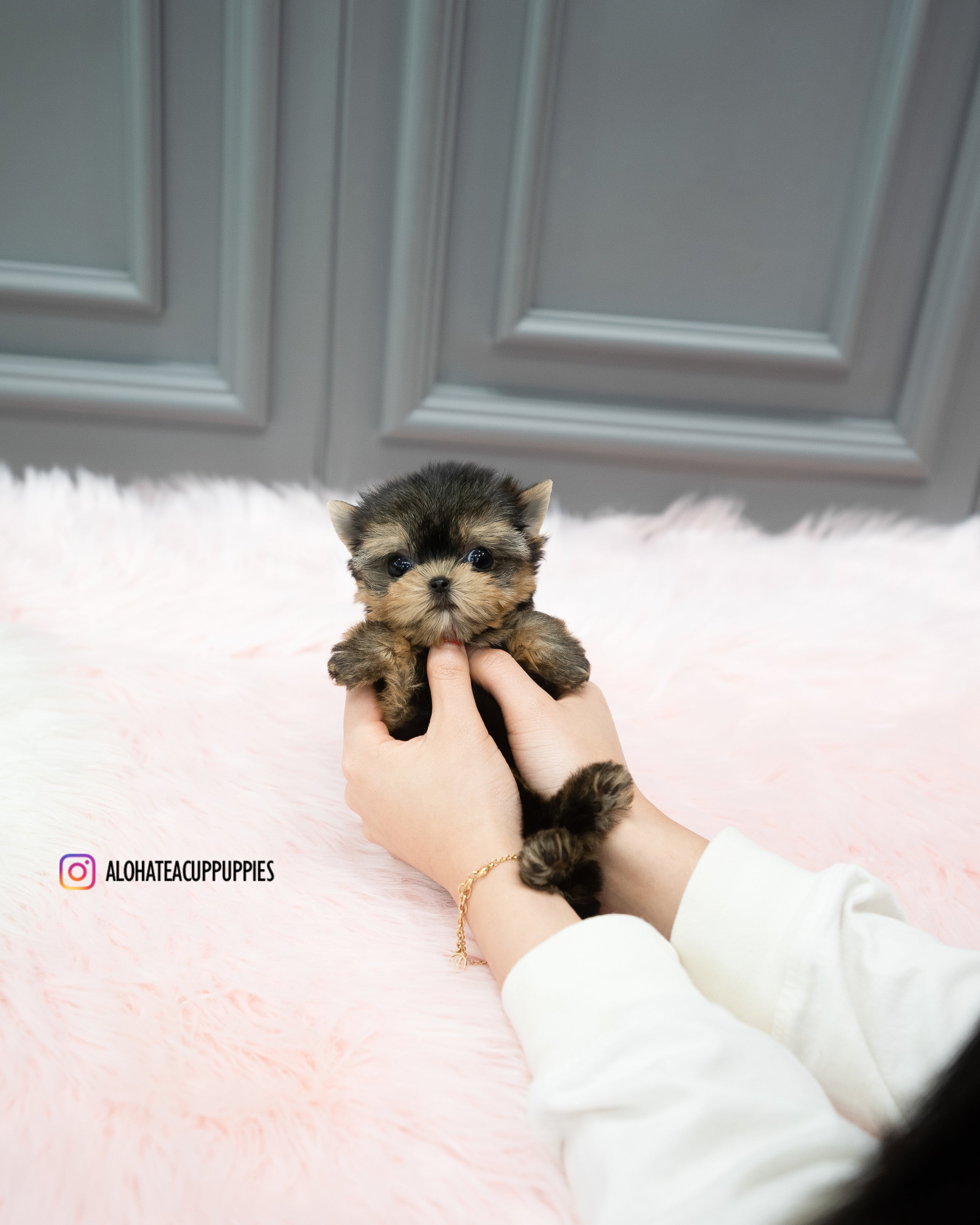 Cherry [TEACUP YORKIE]