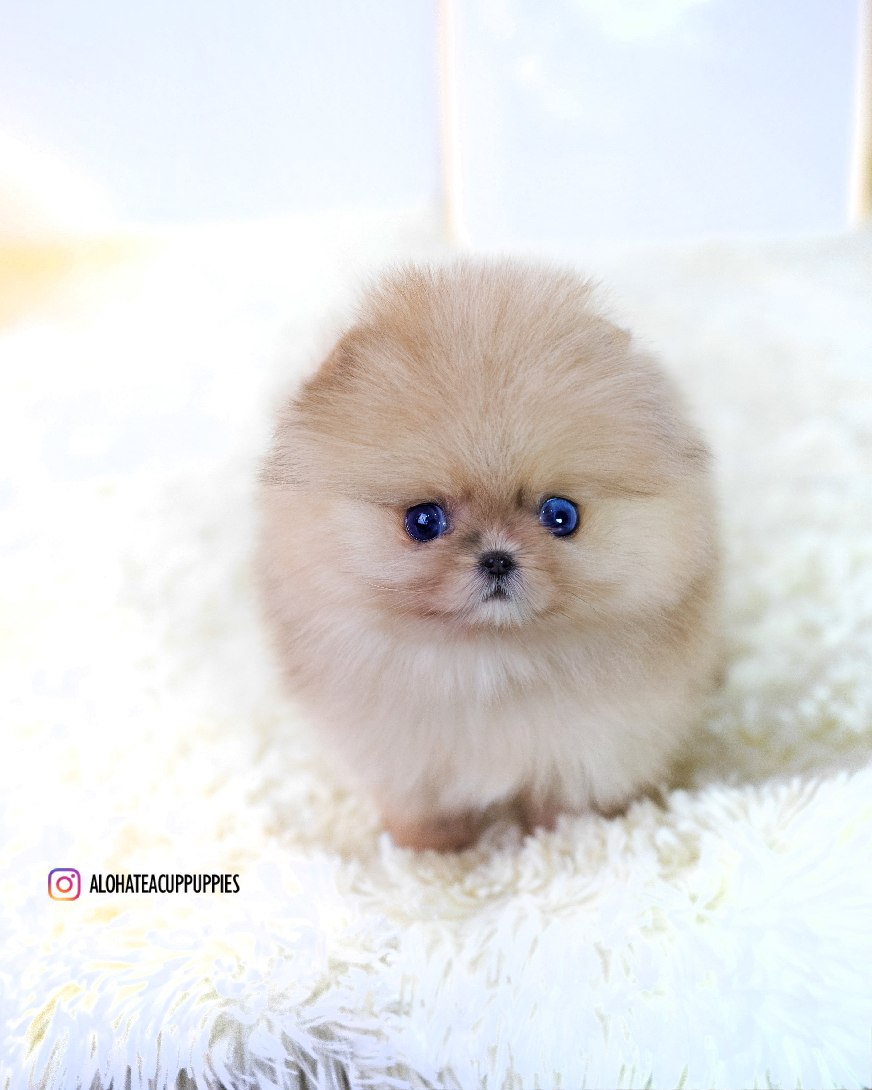 Gideon [TEACUP POMERANIAN]