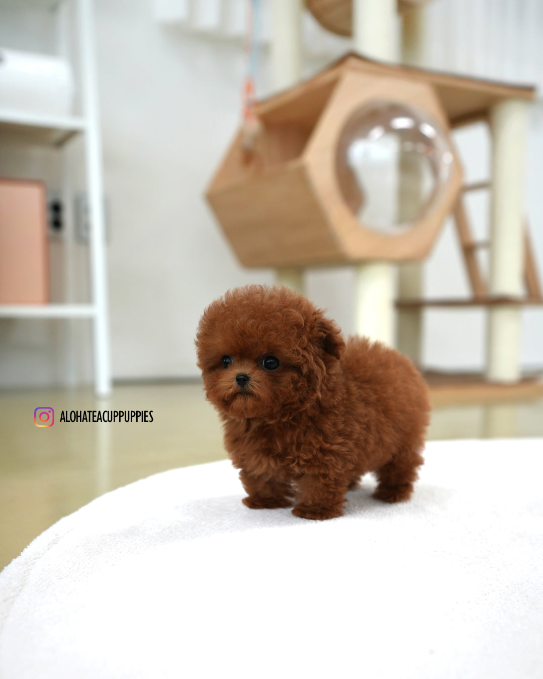 Joy [TEACUP POODLE]