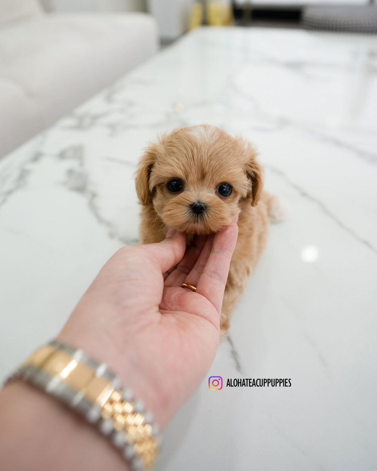 Elio [TEACUP MALTIPOO]