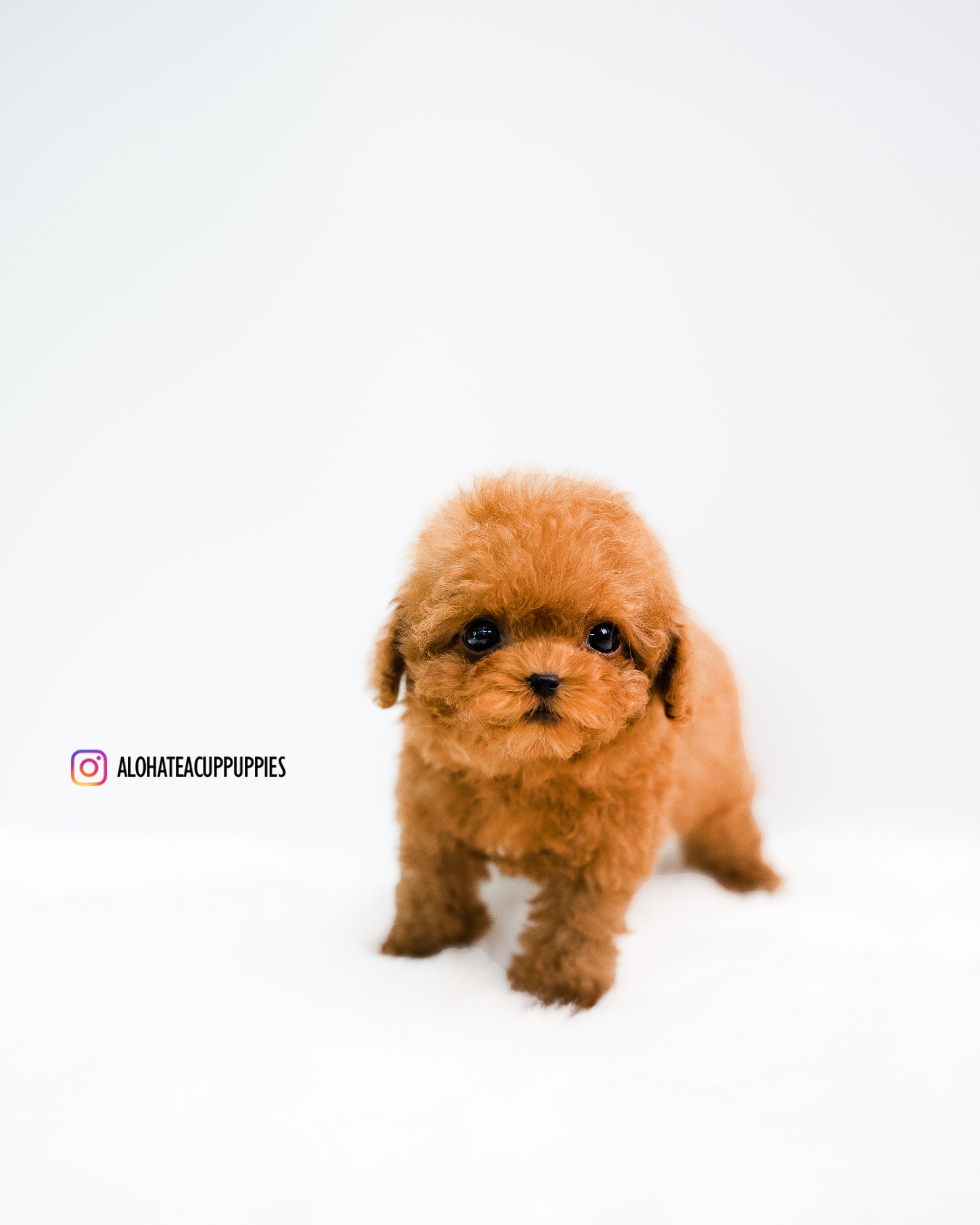 Rye [TEACUP POODLE]