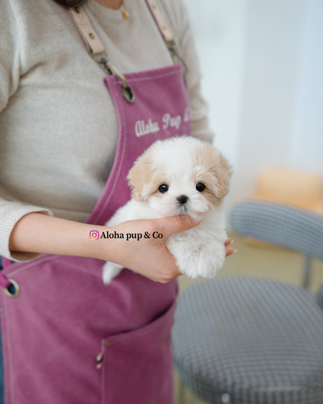 Maisie [TEACUP MALTIPOO]