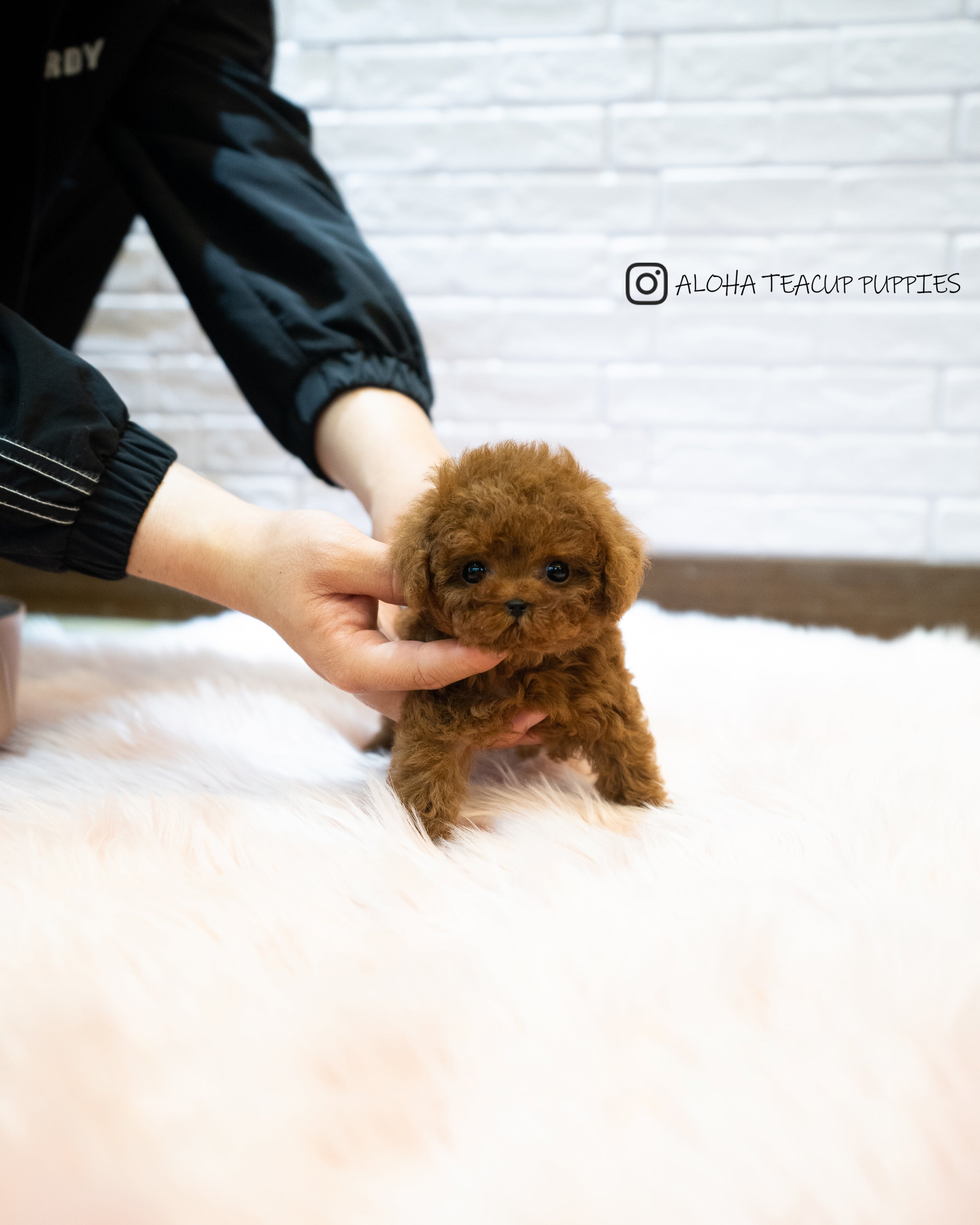 Sonny [TEACUP POODLE]