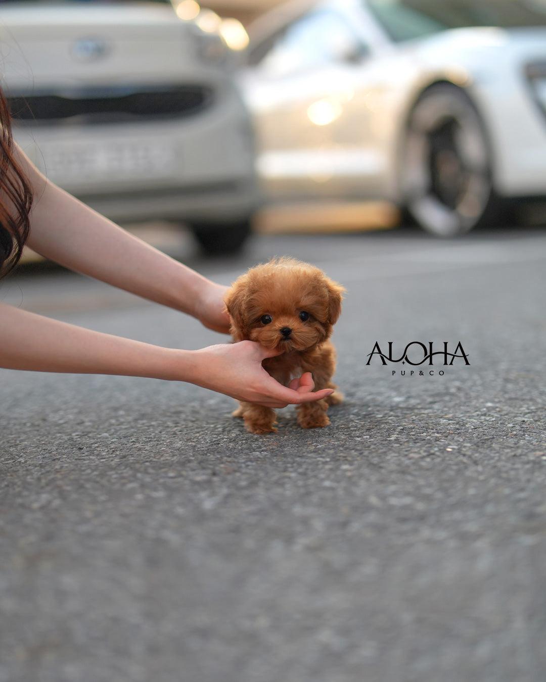 Ace [TEACUP POODLE]