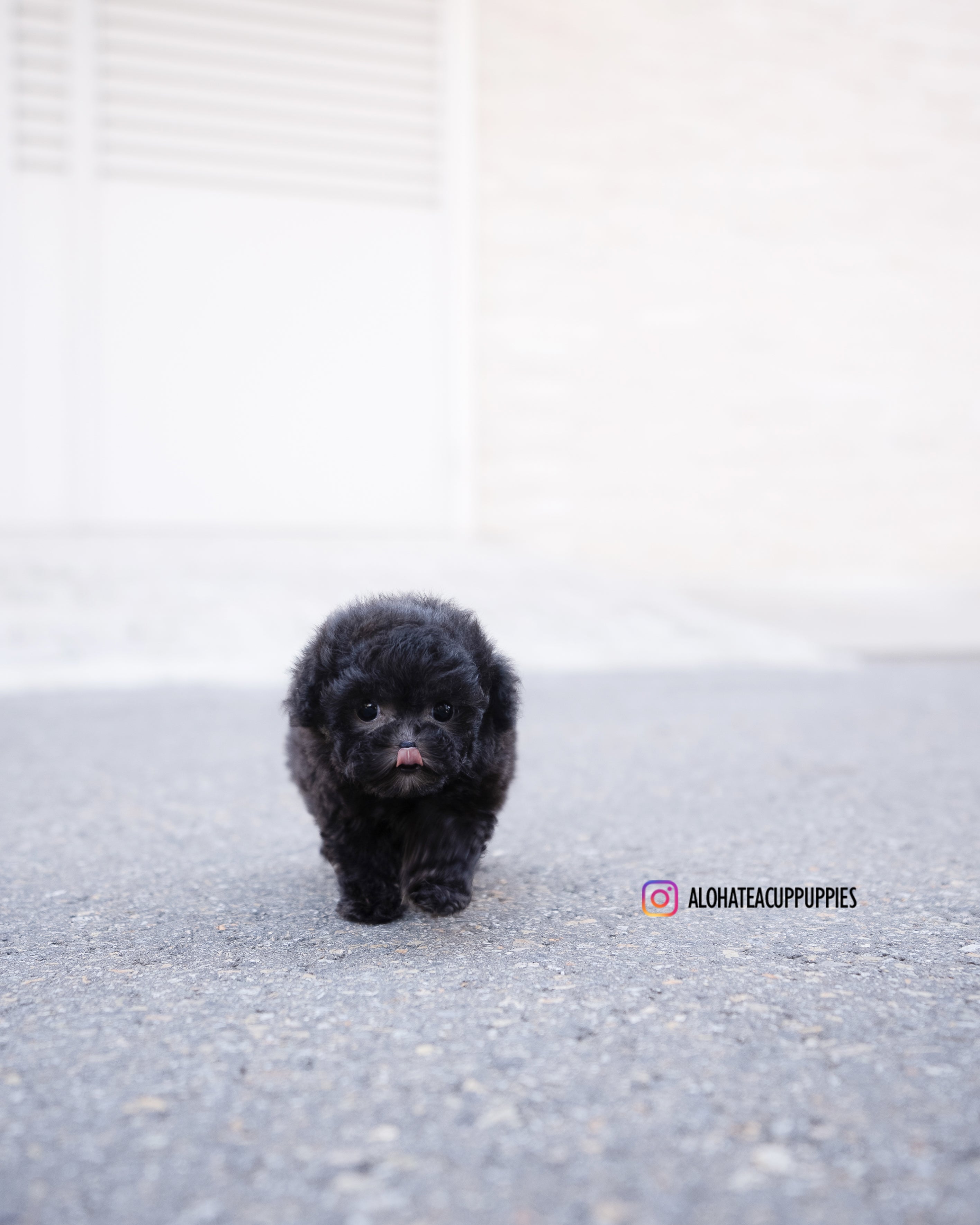 Cha [TEACUP POODLE]