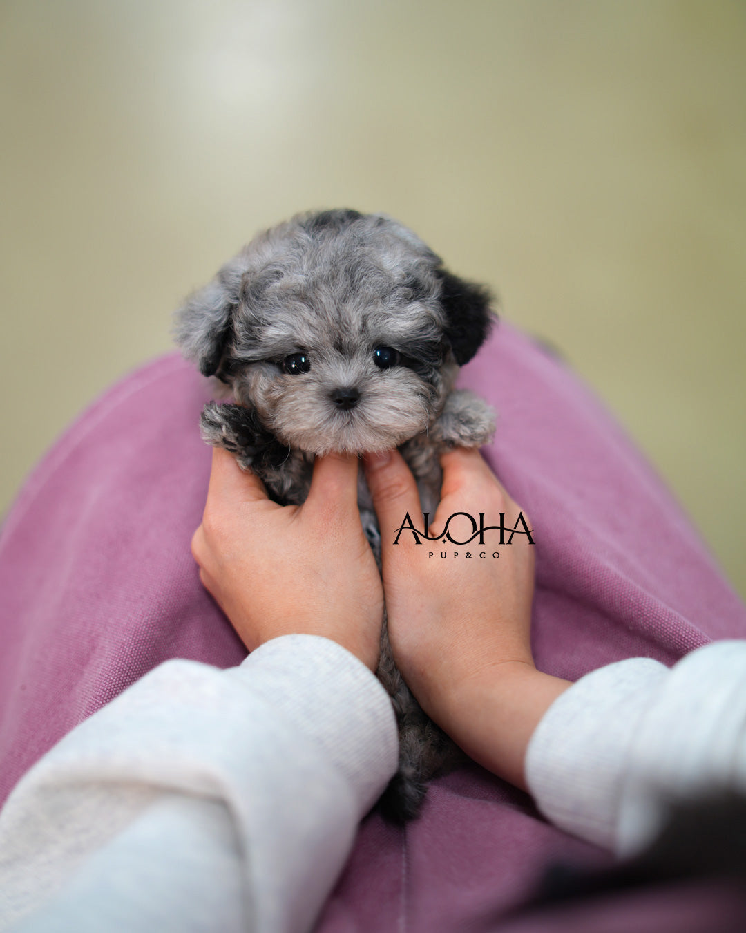 Ash [Mini POODLE]