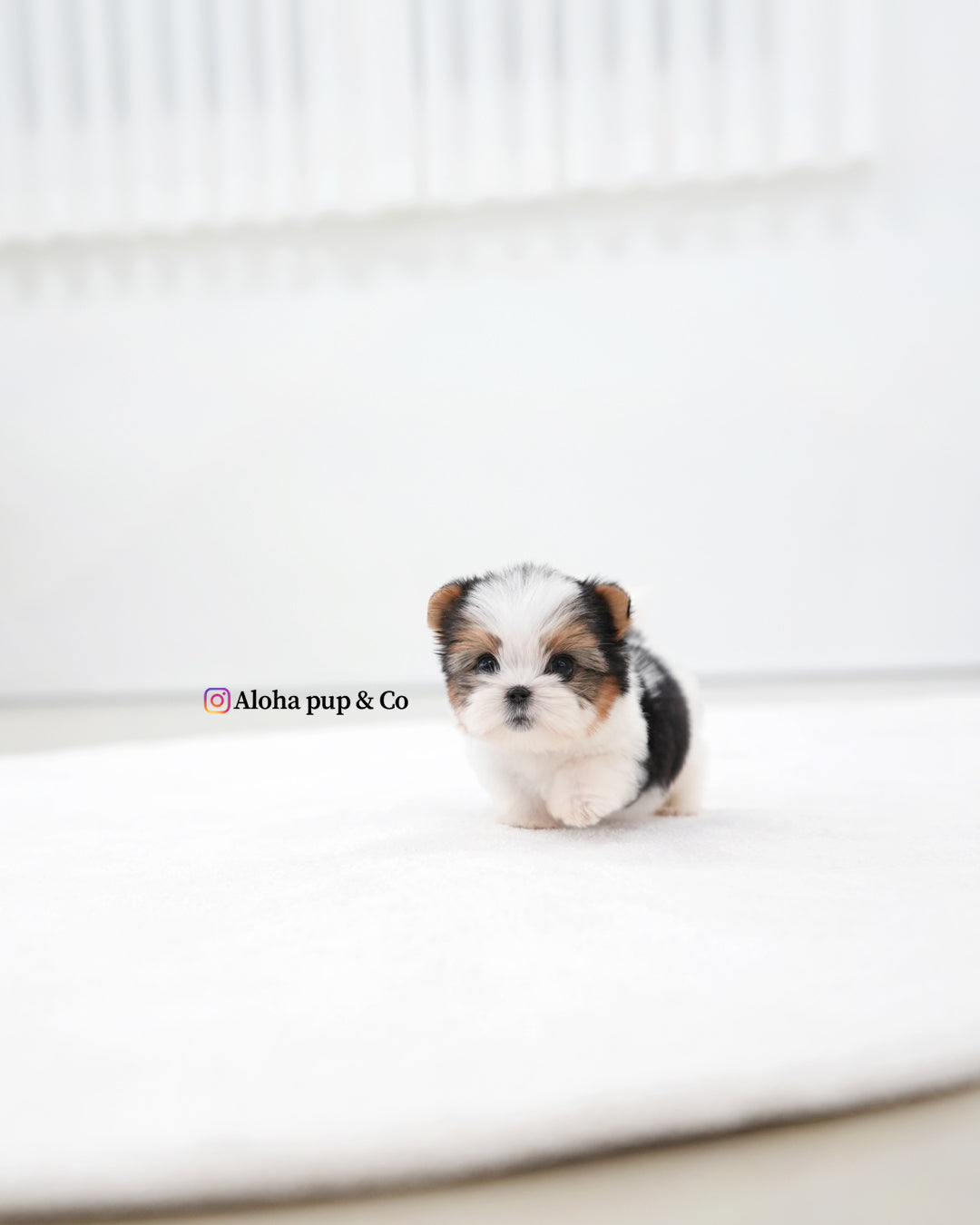 Jude [TEACUP Biewer Terrier]