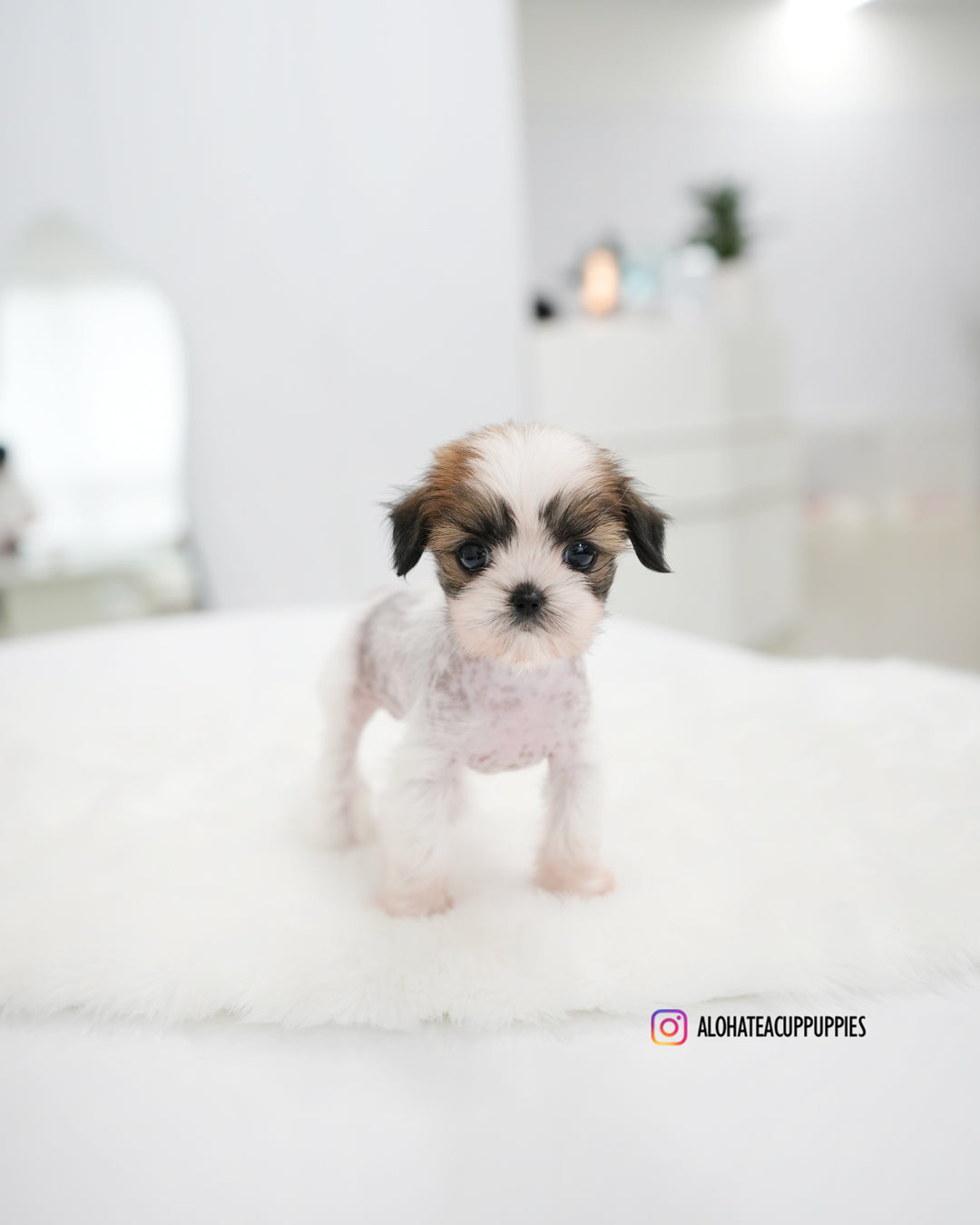 Elara [TEACUP Chinese Crested]