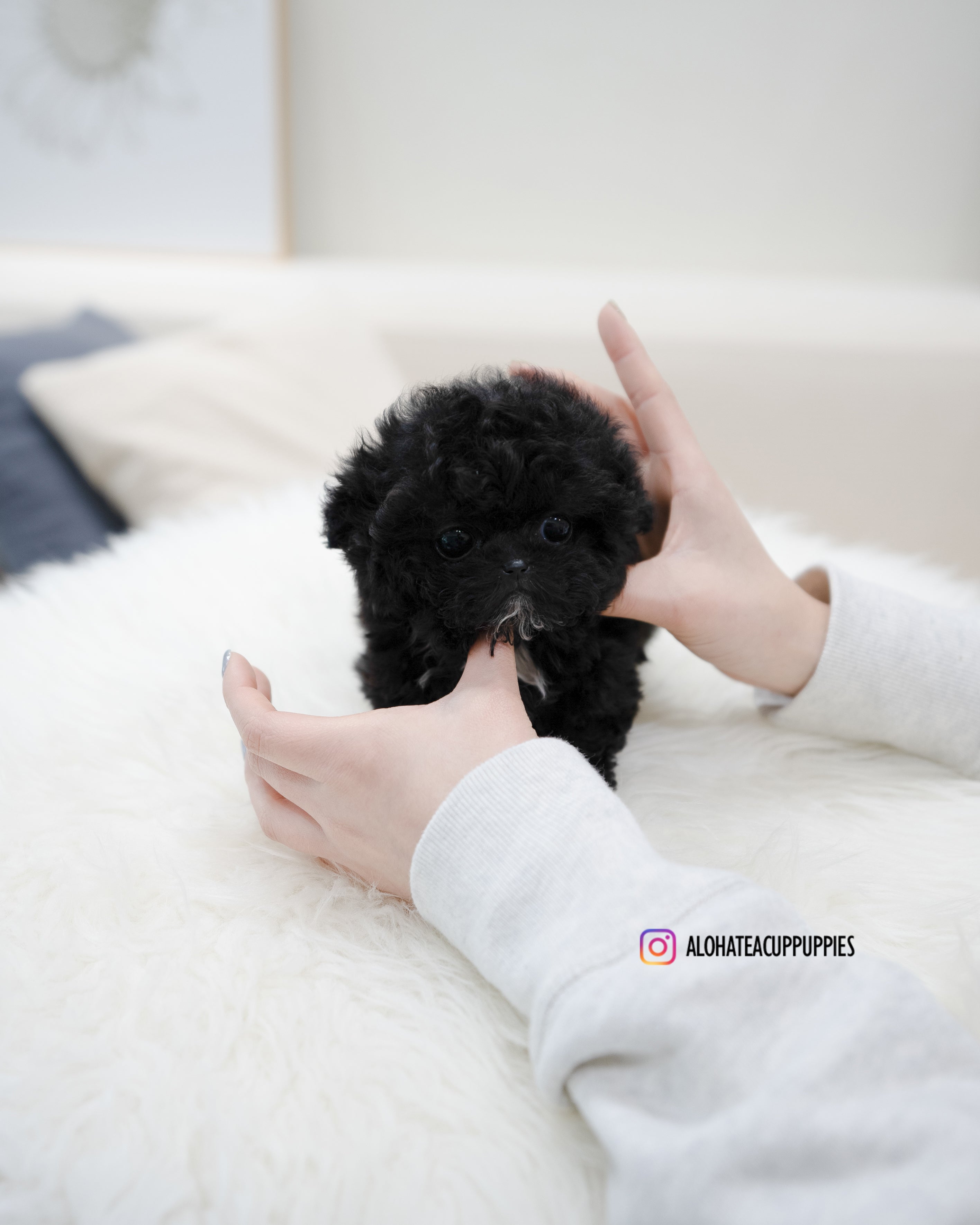 Mael [TEACUP POODLE]