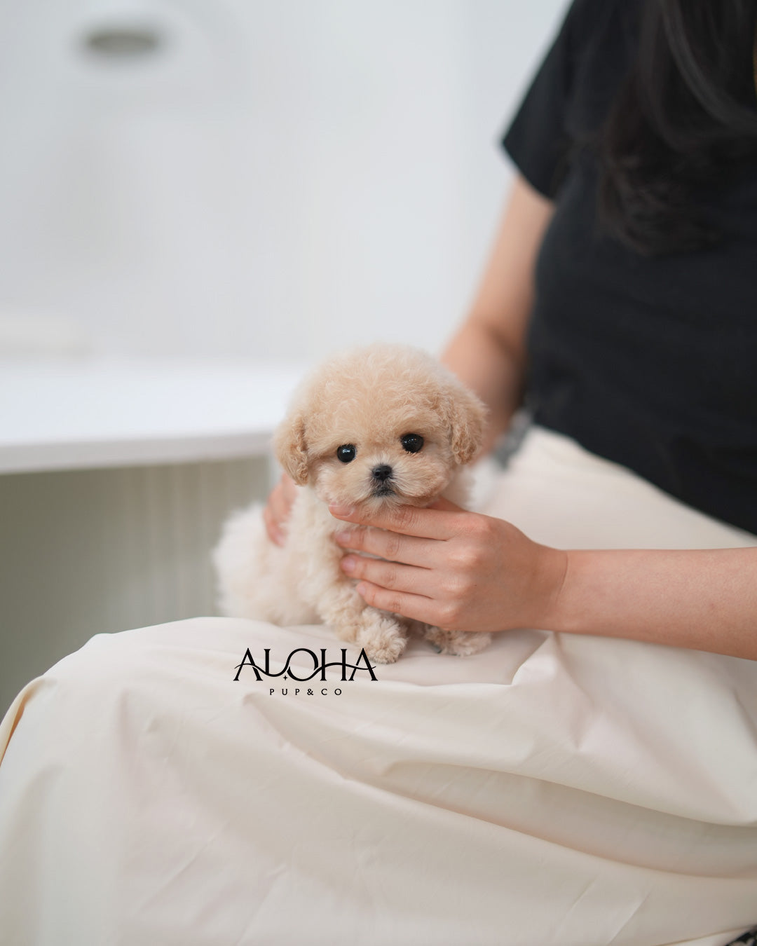 Sara [TEACUP MALTIPOO]