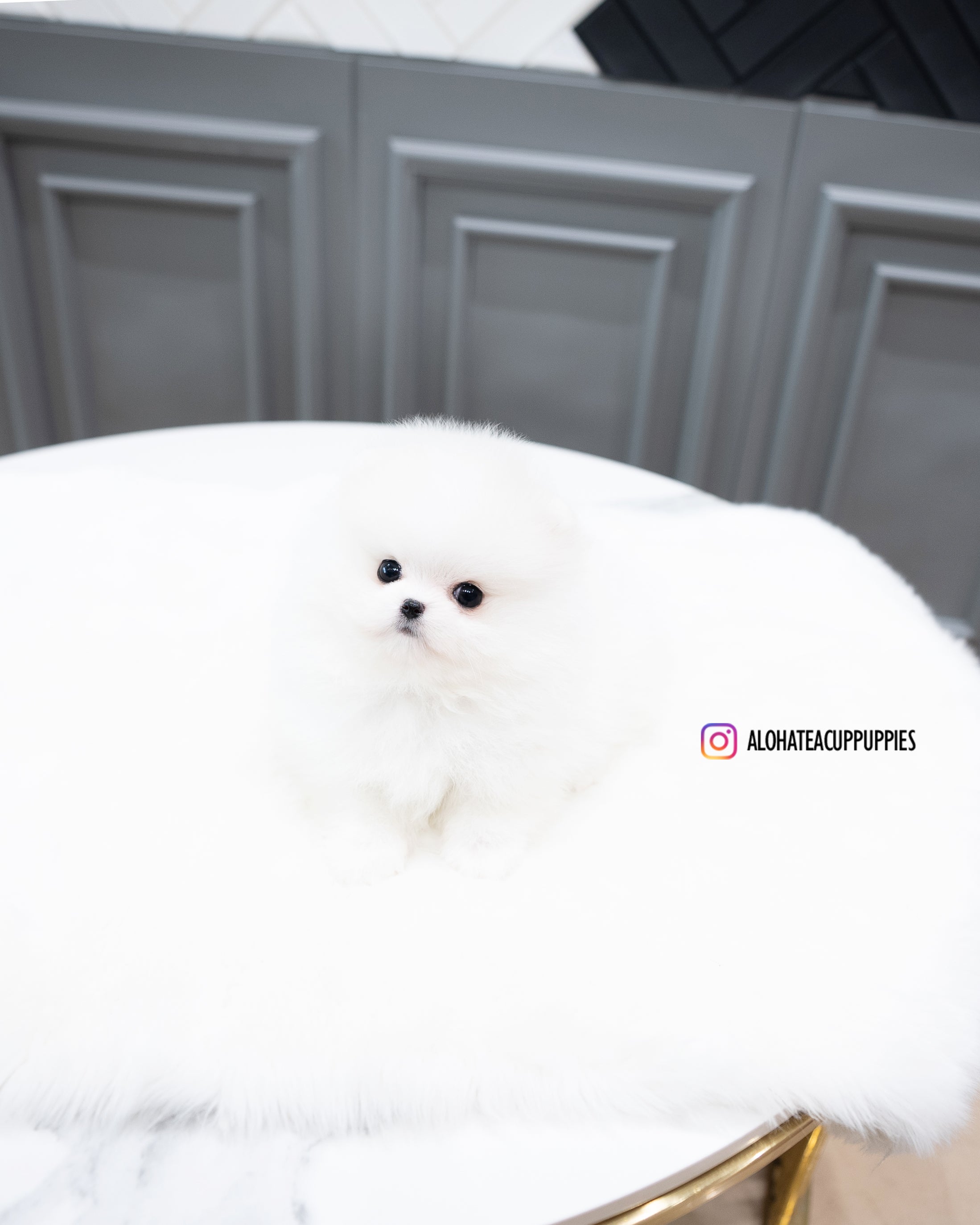 Rocco [POMERANIA TAZA DE TÉ]