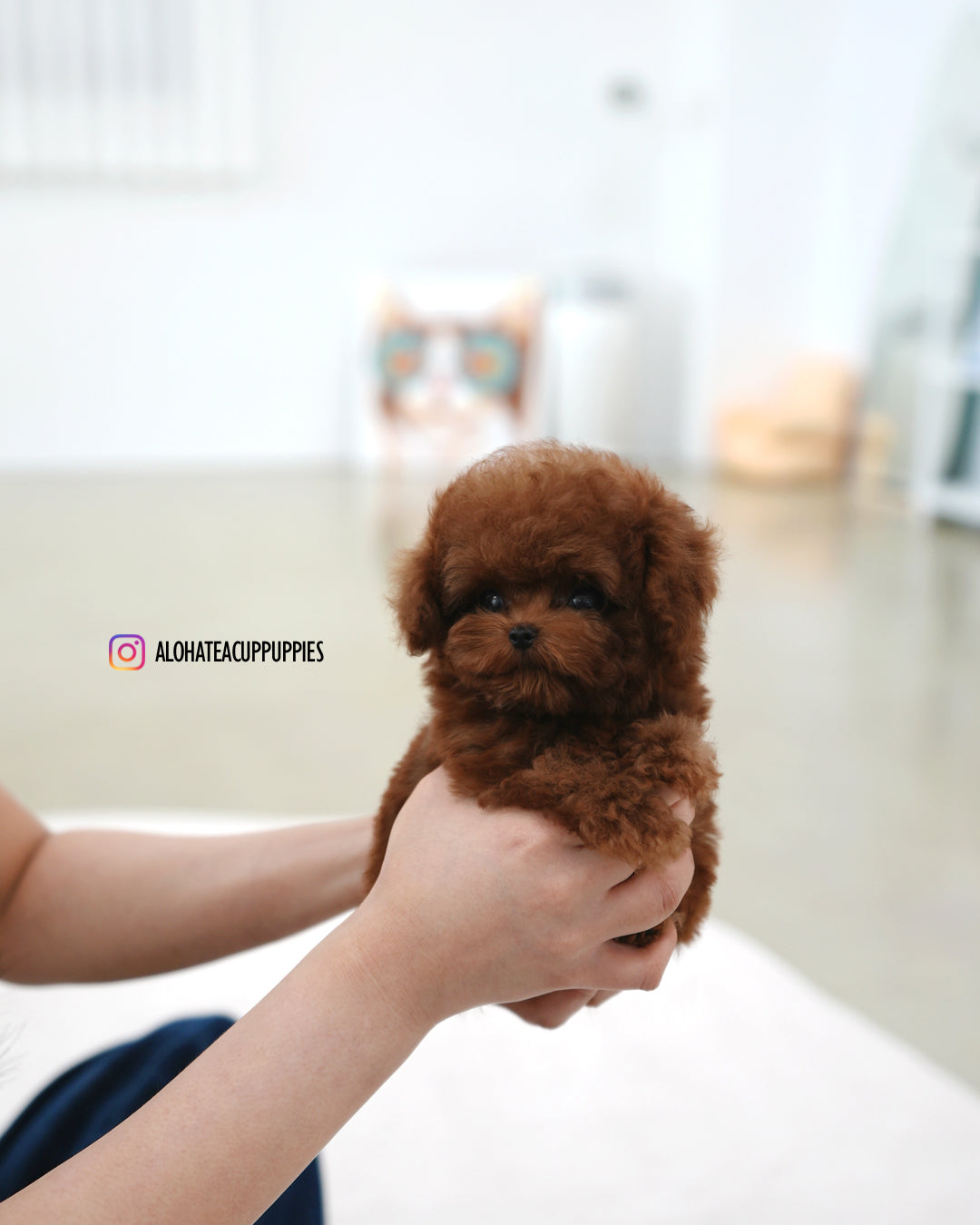 Tino [TEACUP POODLE]