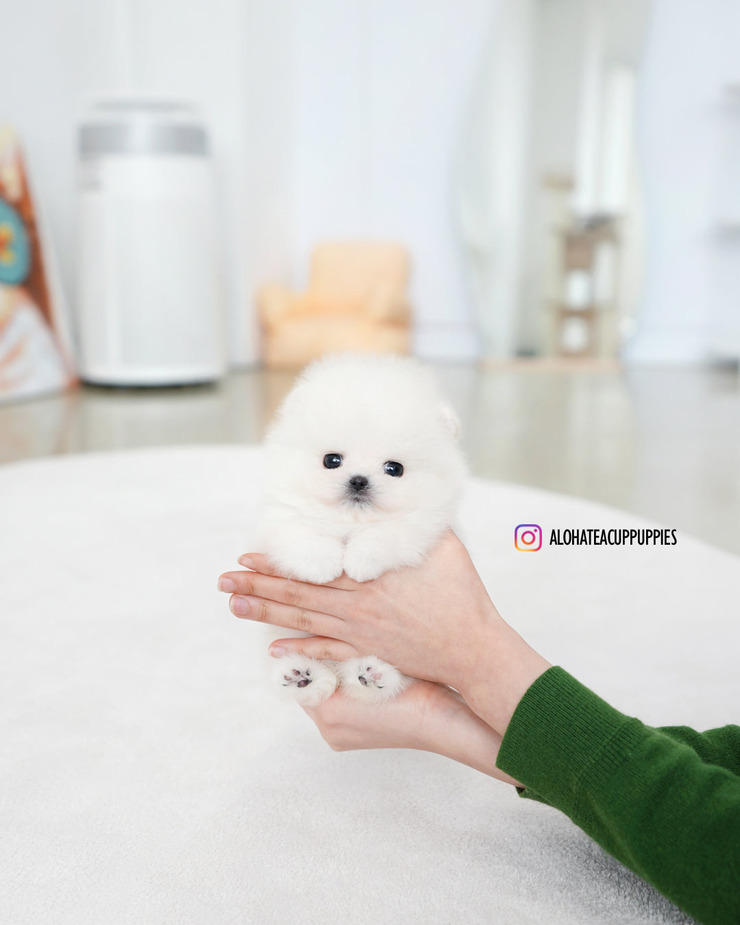 Iona [POMERANIA TAZA DE TÉ]