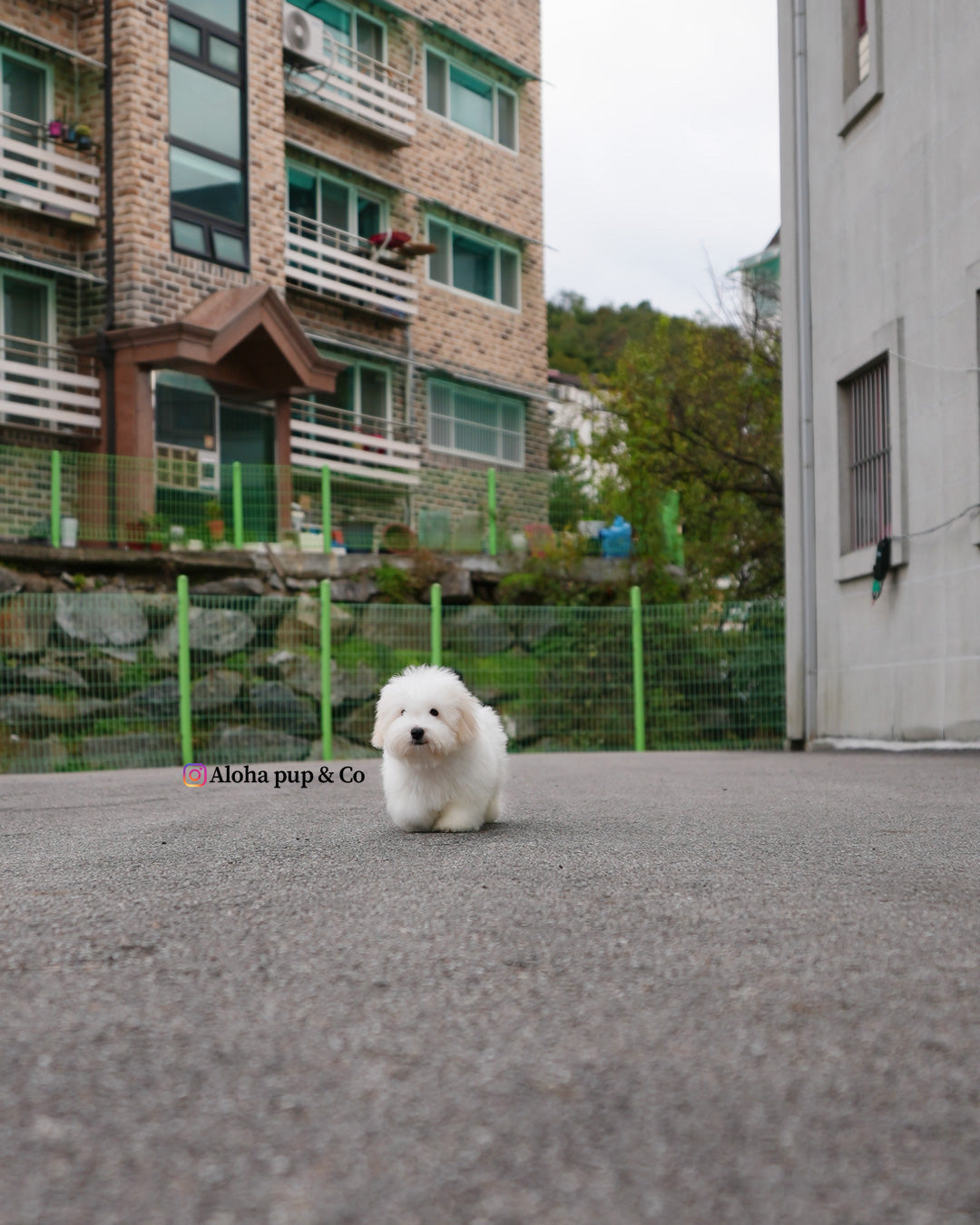 Dubu [Mini Coton de Tulear]