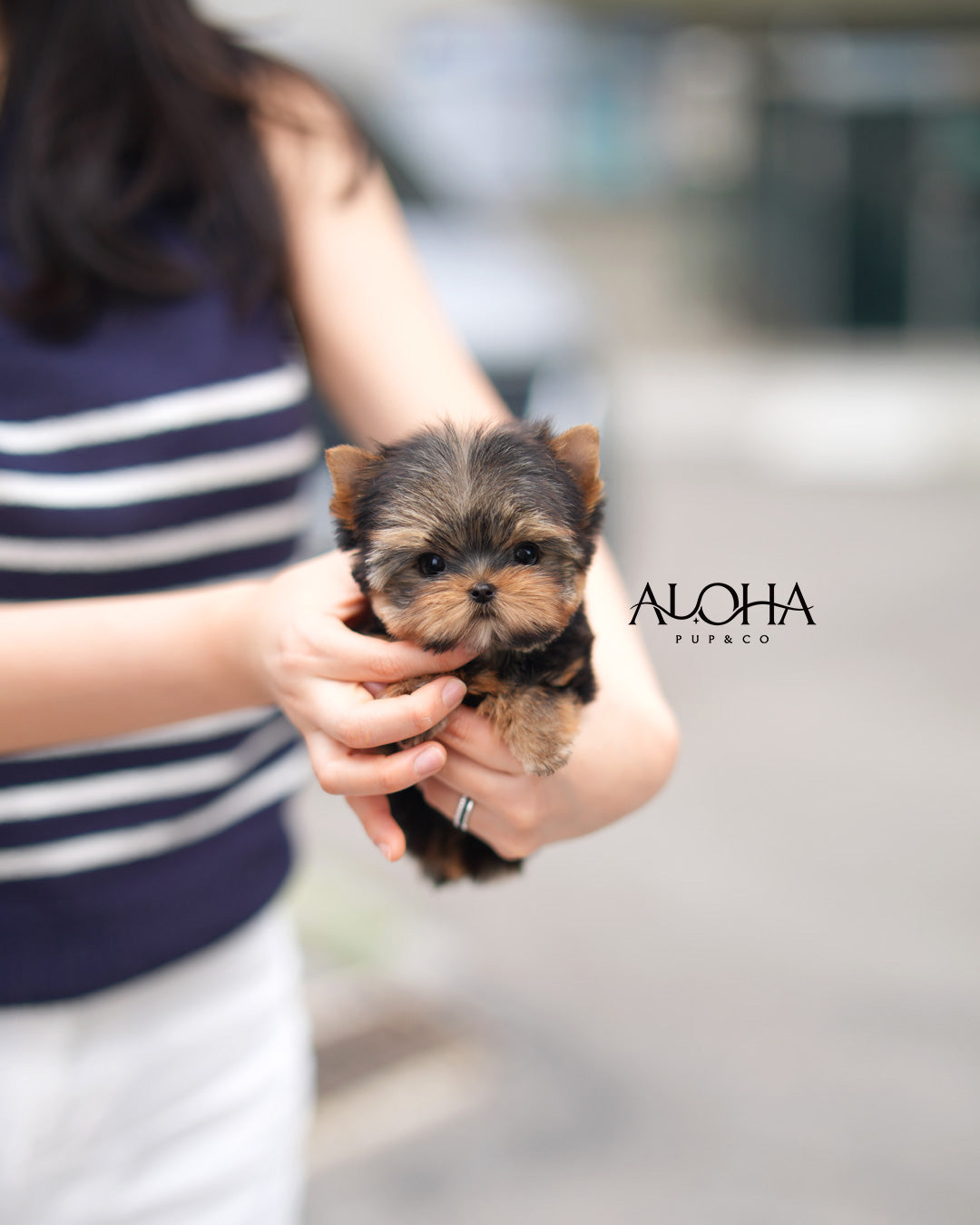 Dana [Yorkie tacita de té]