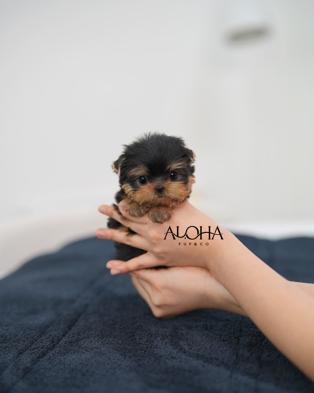 Tara [Teacup Yorkie]