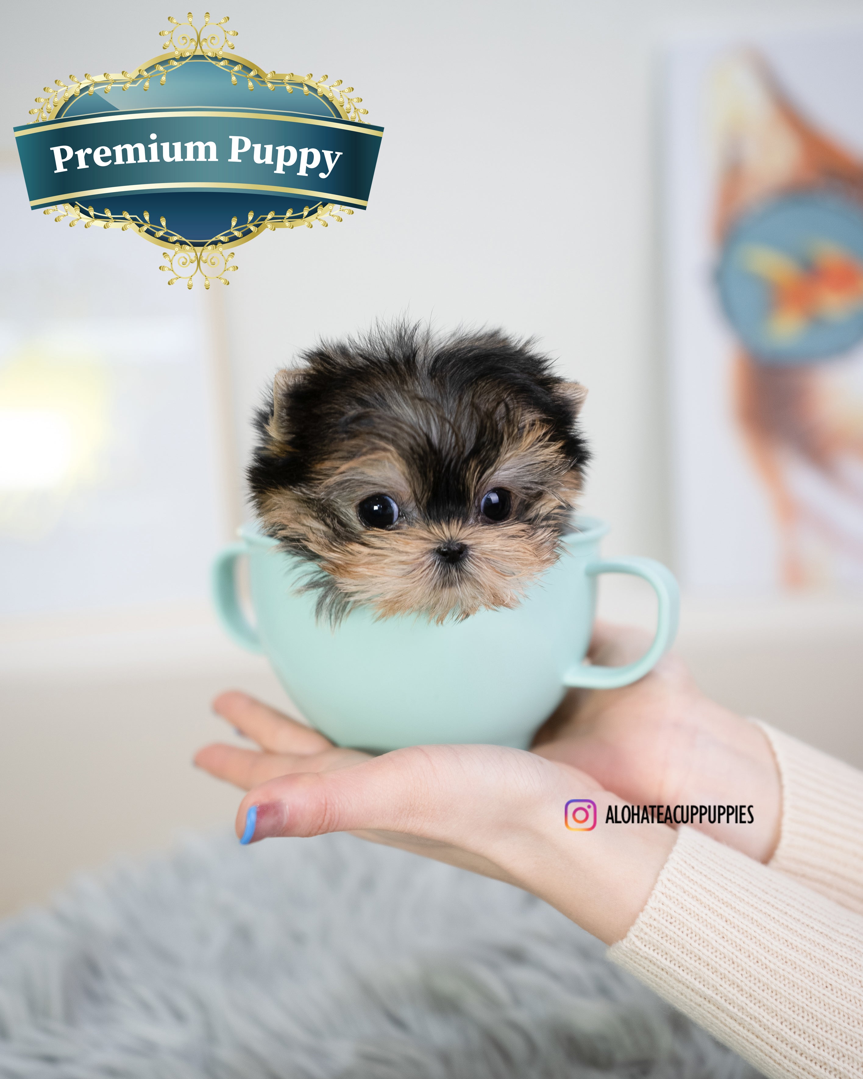 Holly [TEACUP YORKIE]