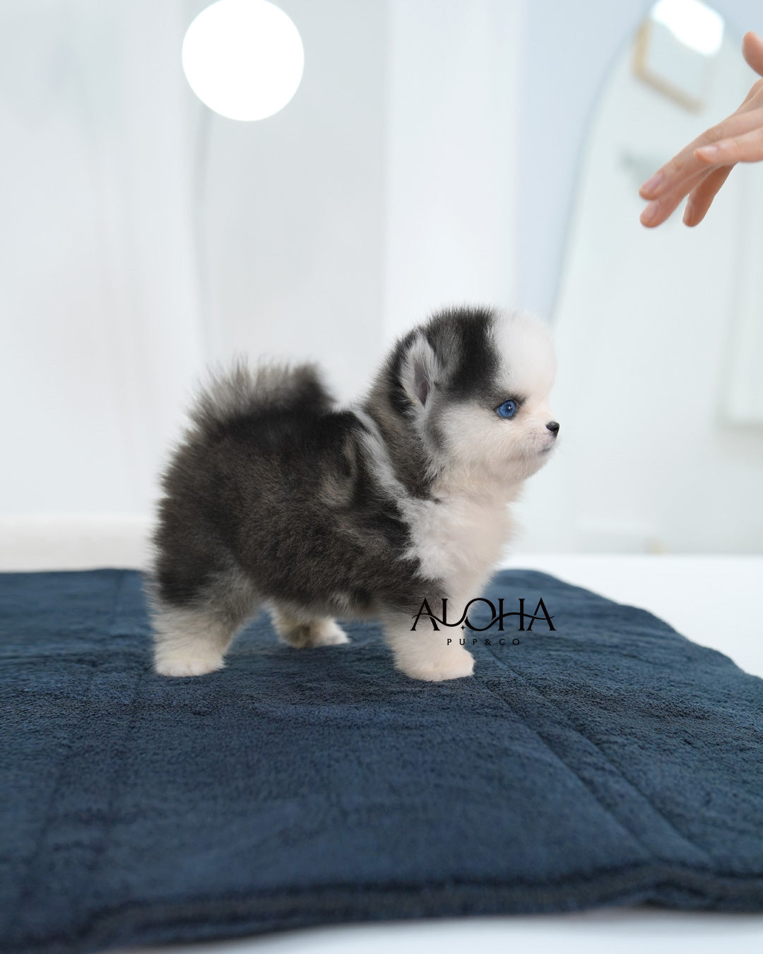 Avie [Mini POMSKY]
