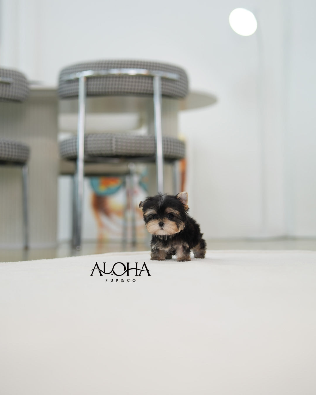 Laya [Teacup Morkie]
