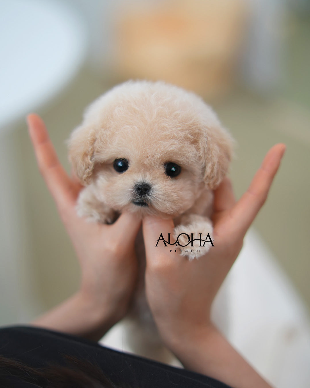 Sara [TEACUP MALTIPOO]