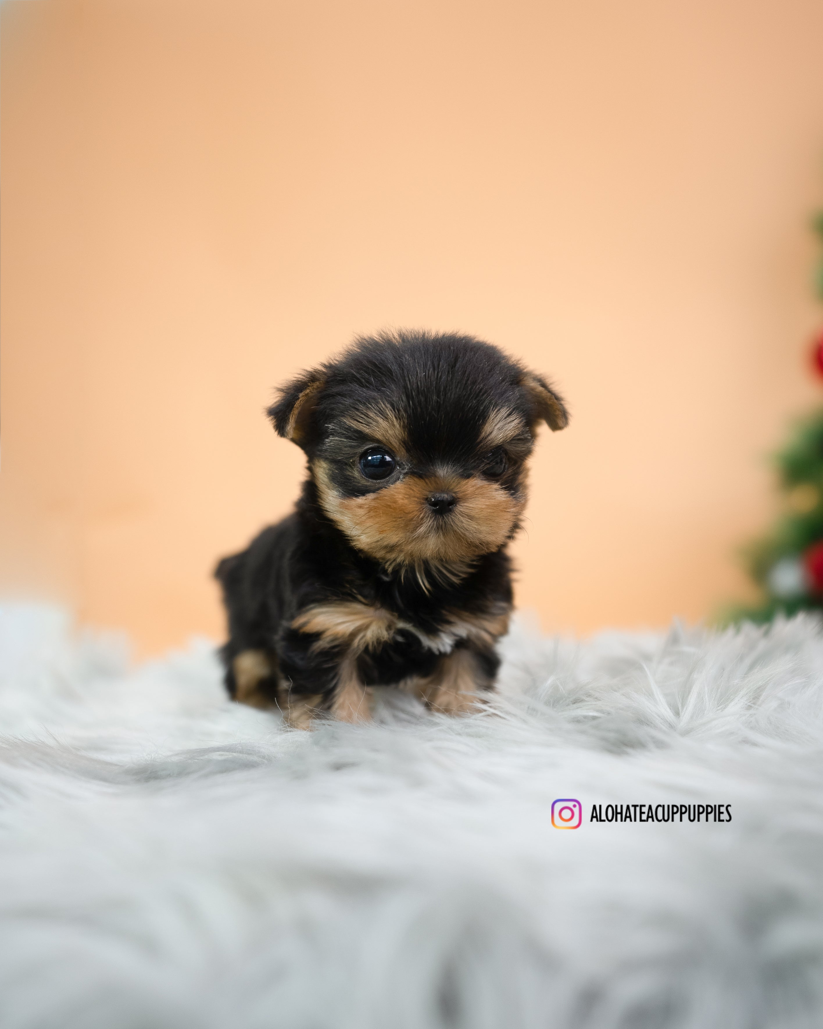 Mateo [TEACUP YORKIE]