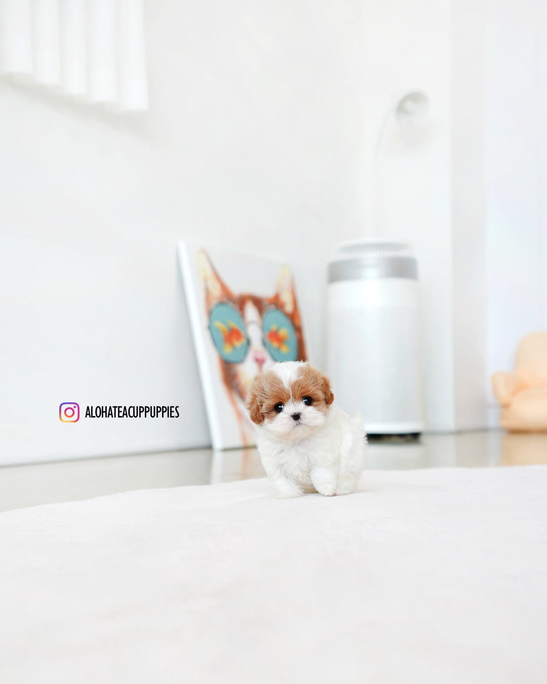 Lucy [TEACUP MALTIPOO]