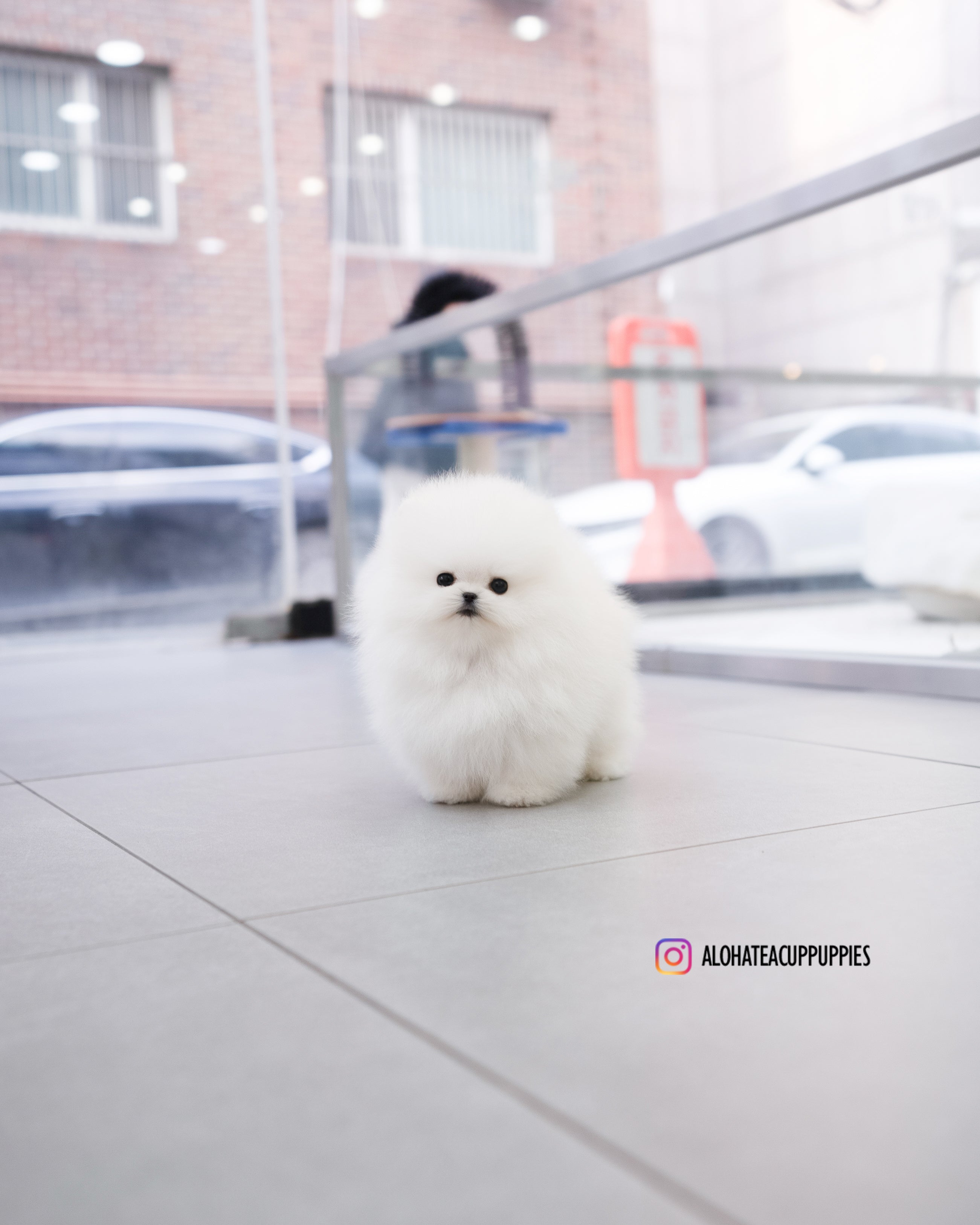 Poppy [TEACUP POMERANIAN]