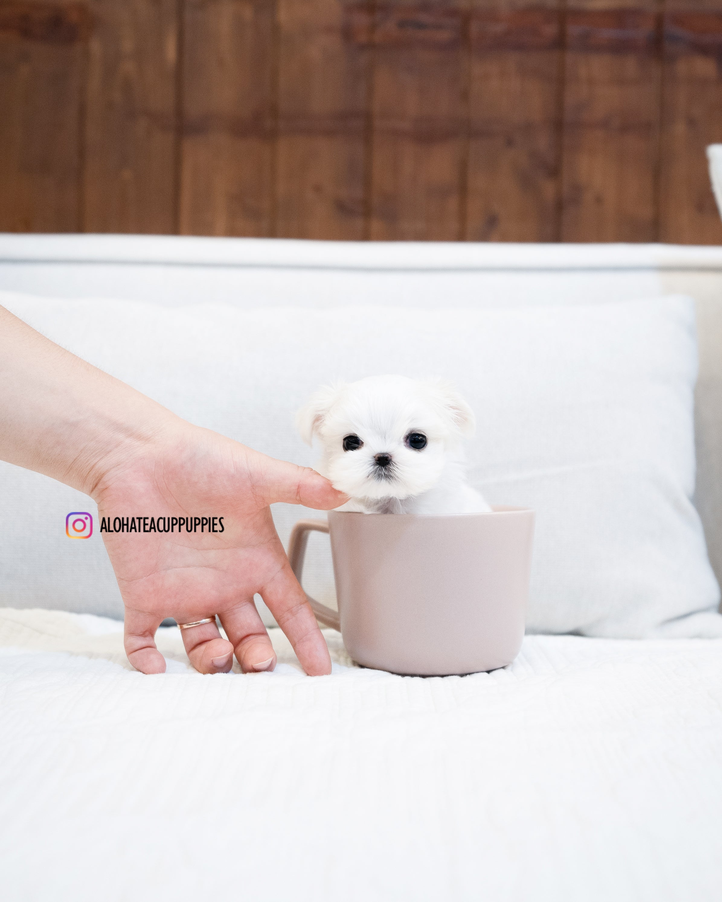 Elena [TEACUP MALTESE]