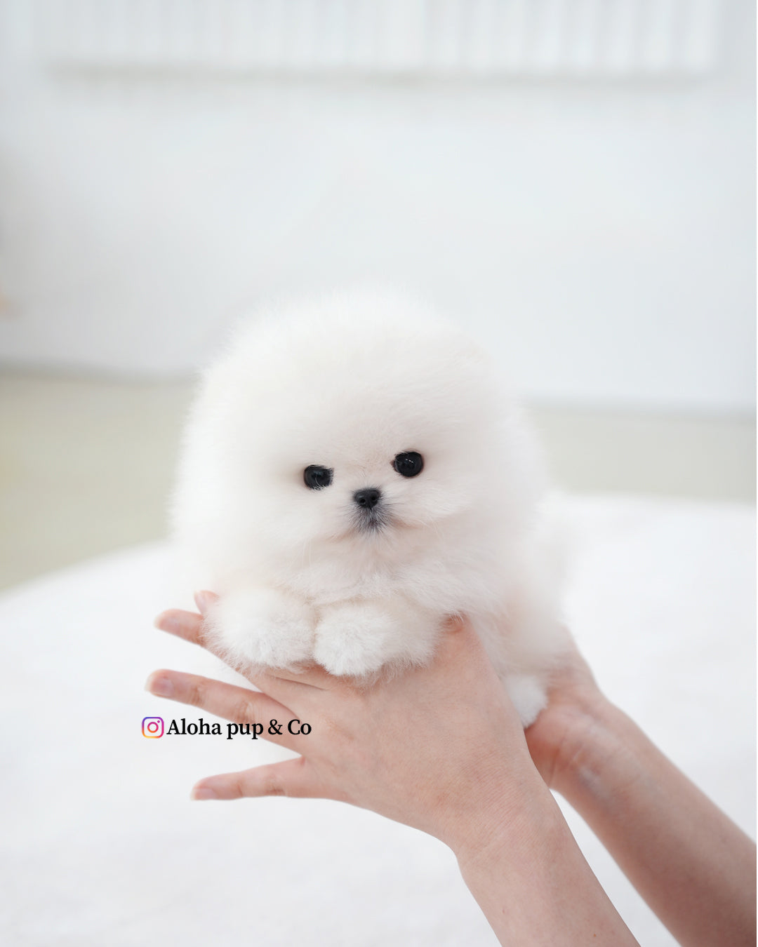 Boo [茶杯博美犬]