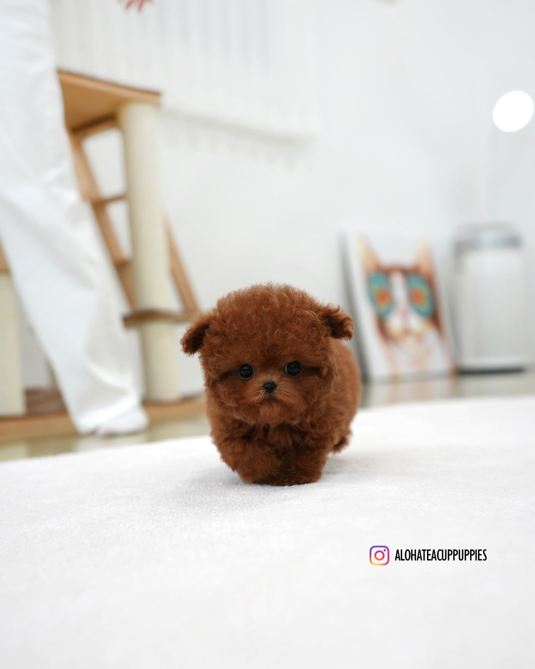Joy [TEACUP POODLE]