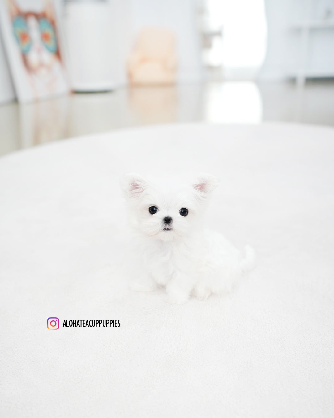 Dory [TEACUP MALTESE]