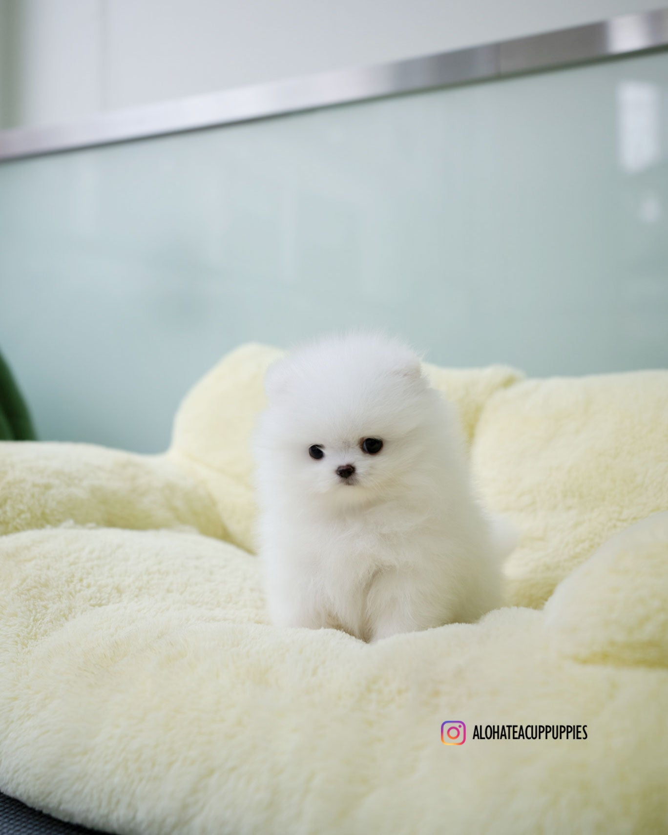 Darcy [POMERANIA TAZA DE TÉ]