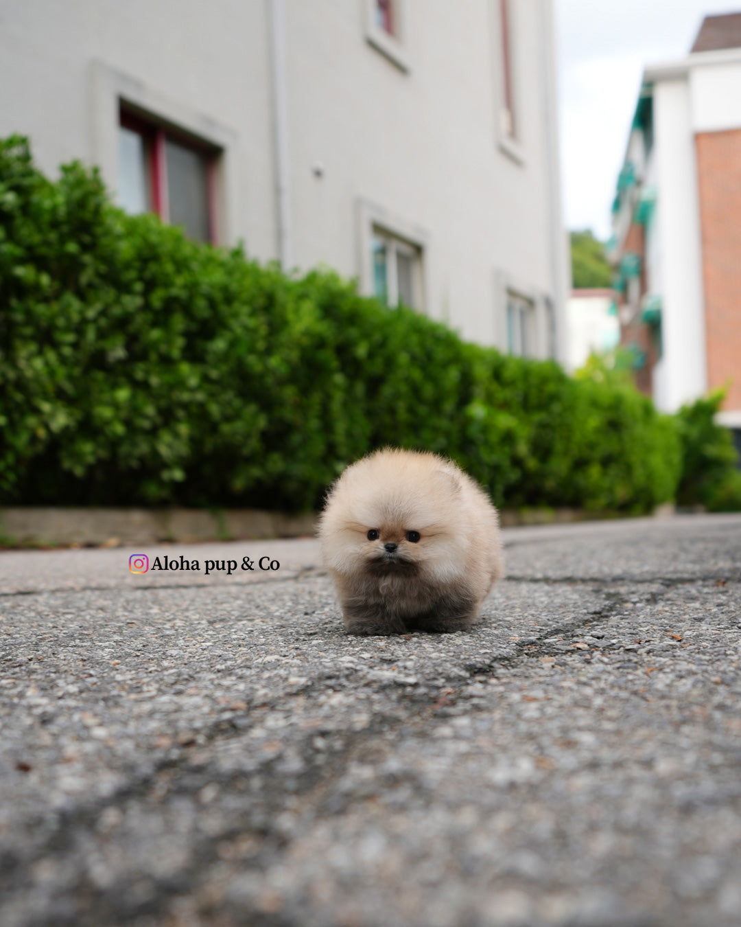 Eto [POMERANIA TAZA DE TÉ]