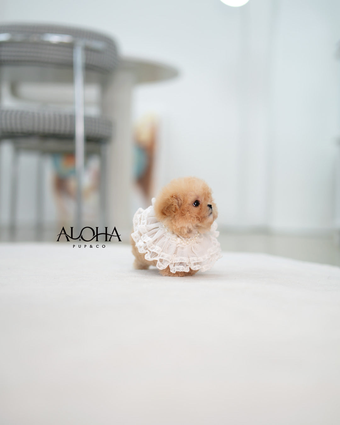 Tiffany [TEACUP MALTIPOO]