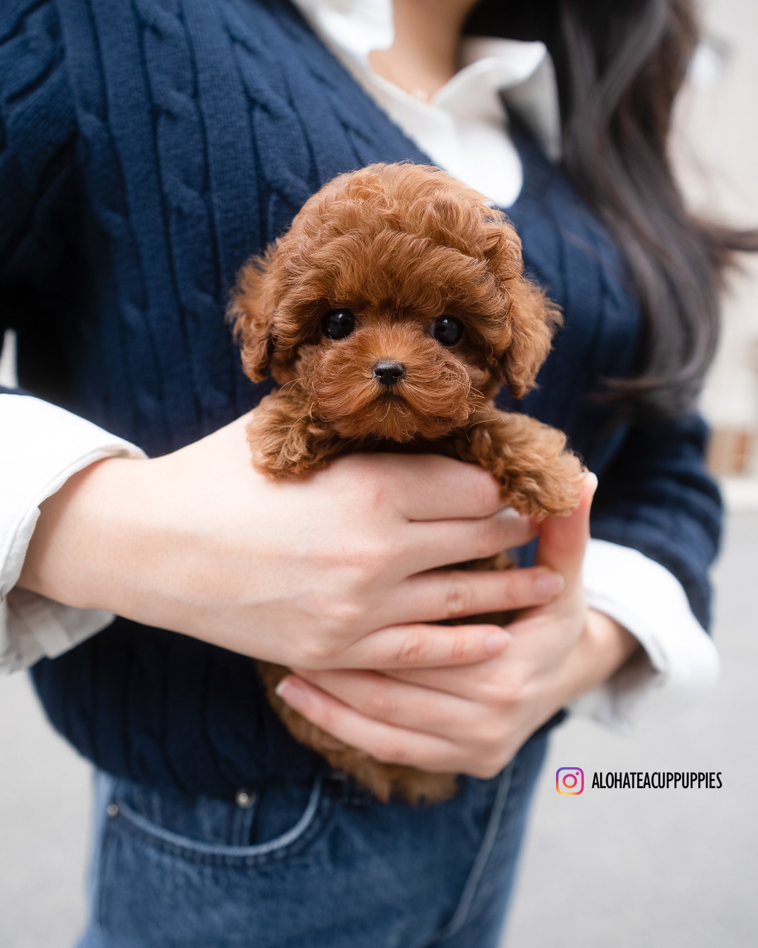 Jane [TEACUP POODLE]