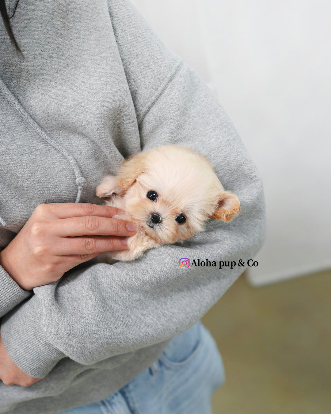 Avril [TEACUP MALTIPOO]