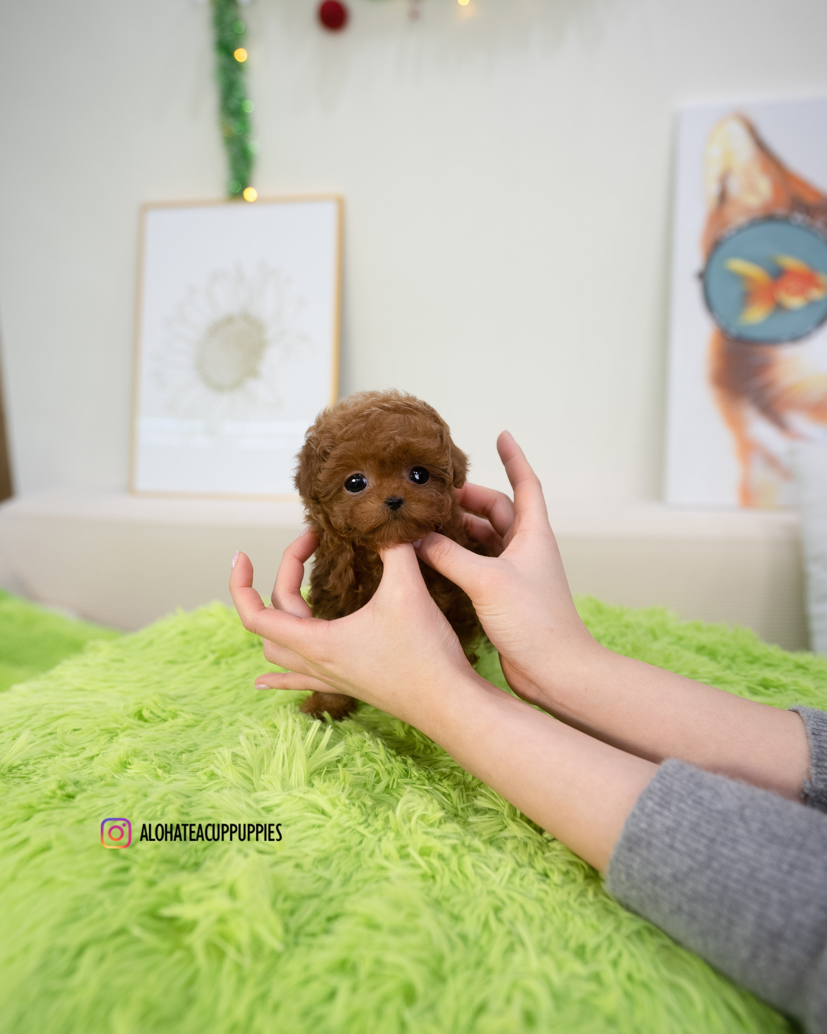 Dana [TEACUP POODLE]