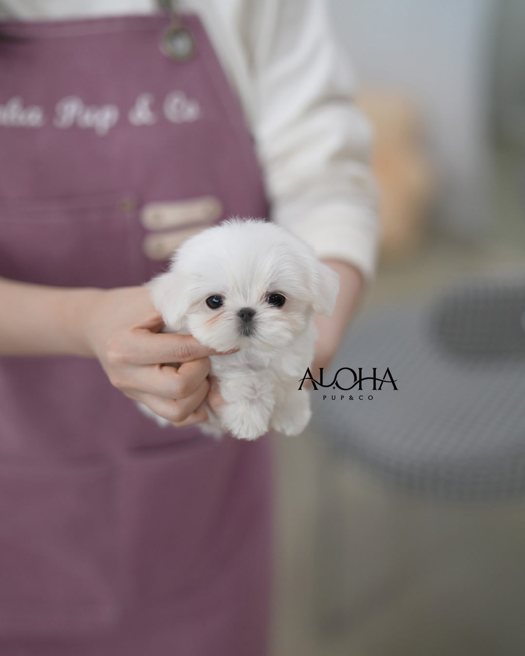 Boby [TEACUP Maltese]