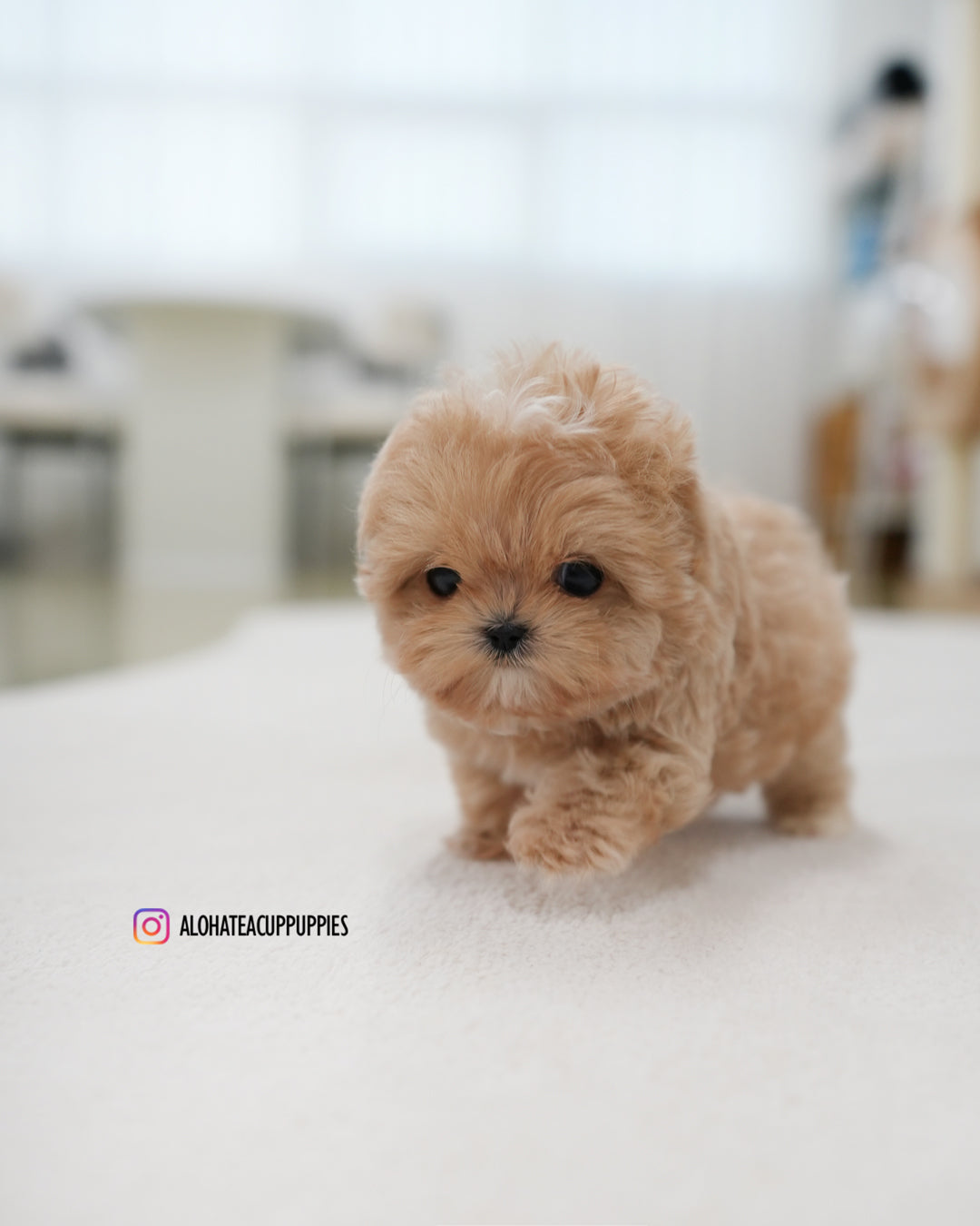 Popcorn [TEACUP MALTIPOO]