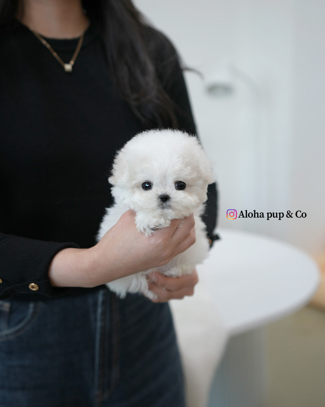 Bubu [BICHÓN TACITA DE TÉ]