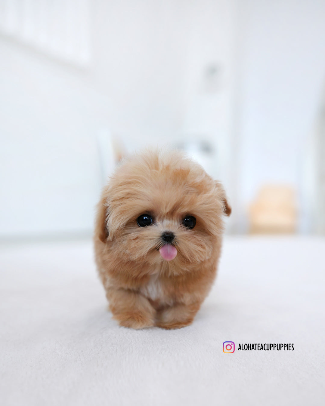 Ringo [TEACUP MALTIPOO]