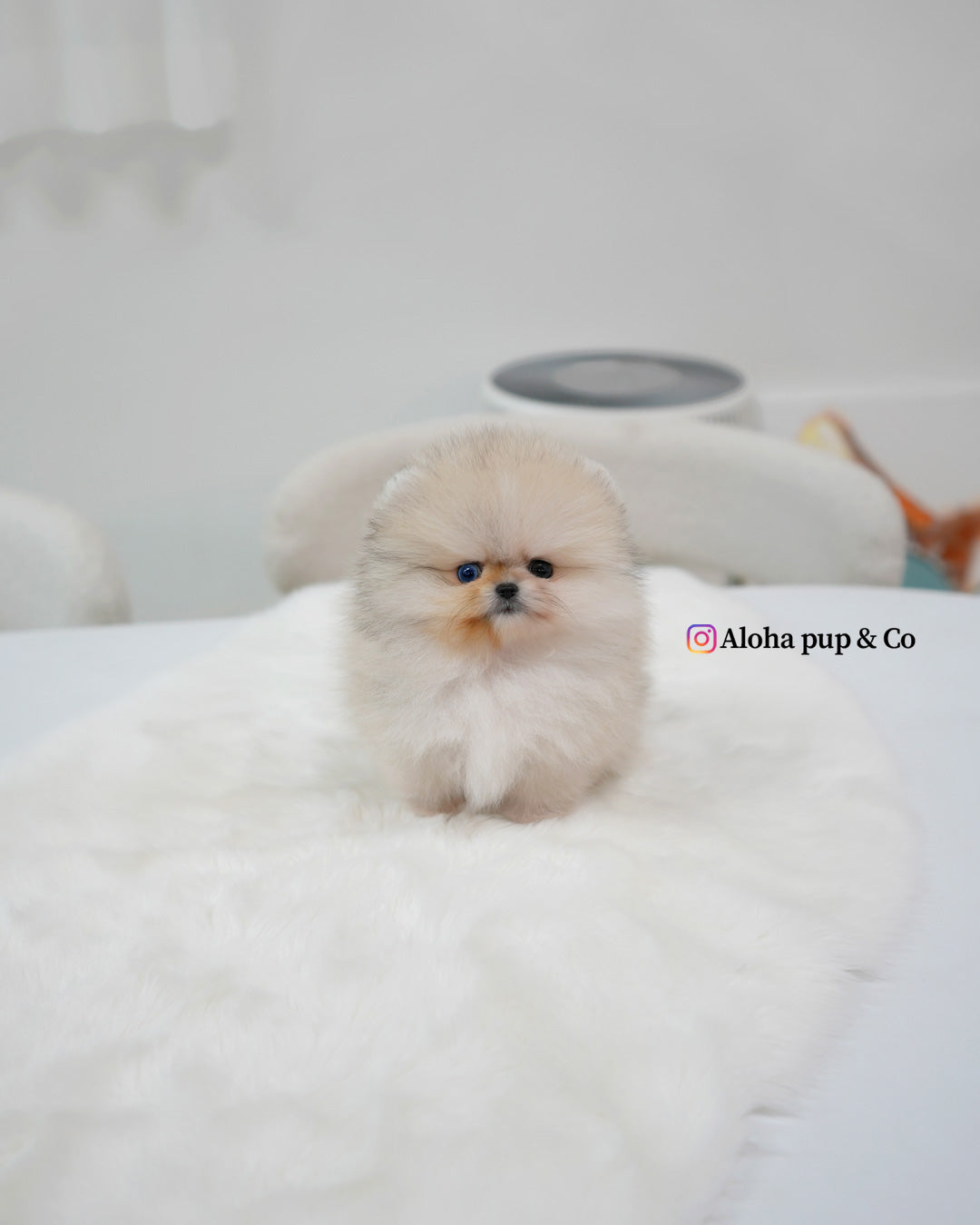 Rocco [POMERANIA TAZA DE TÉ]