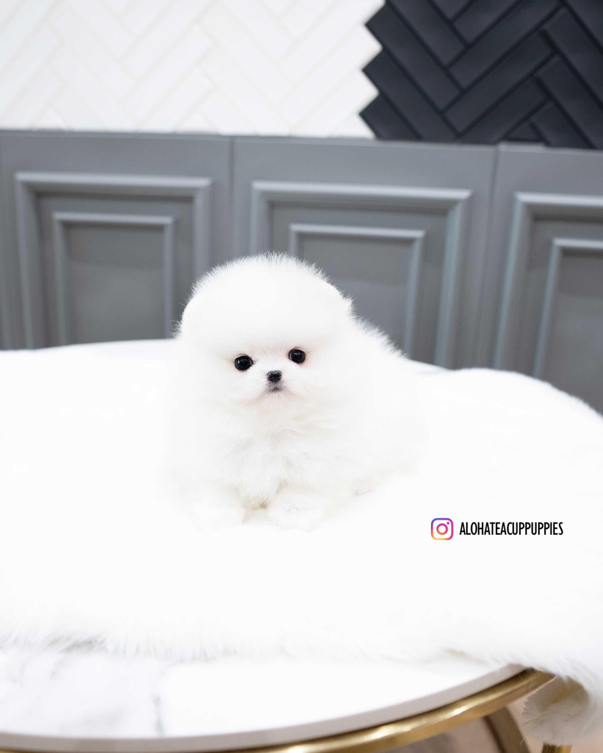 Rocco [POMERANIA TAZA DE TÉ]