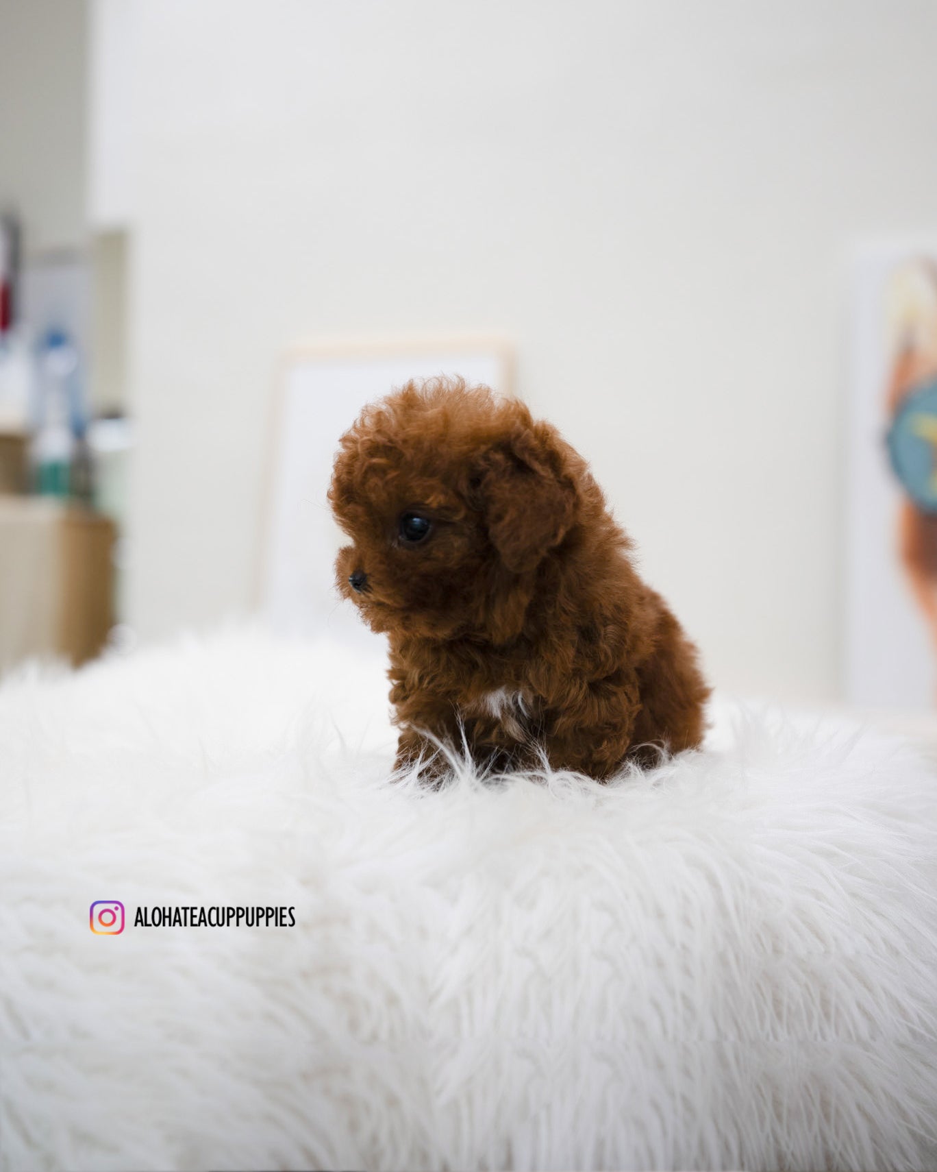 Reve [TEACUP POODLE]