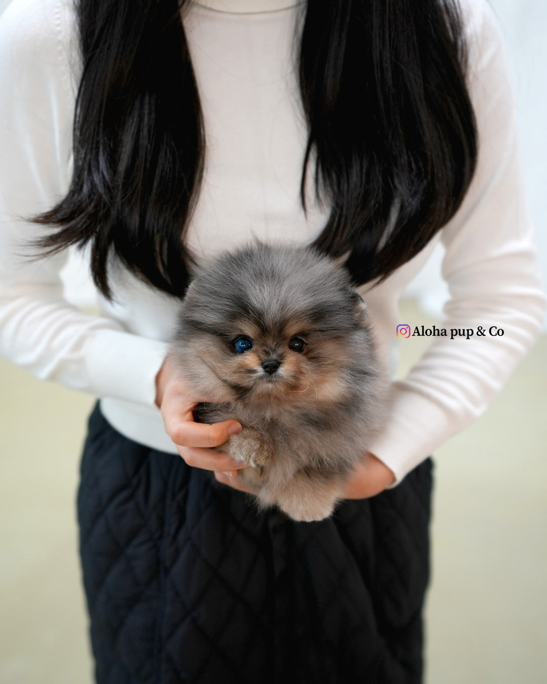 Luna [POMERANIA TAZA DE TÉ]