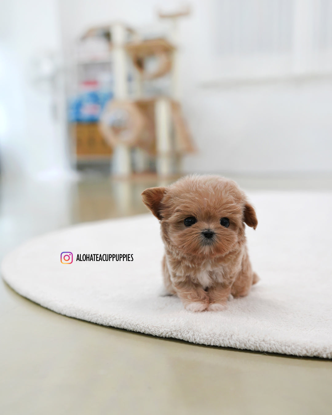 Bibi [TEACUP MALTIPOO]