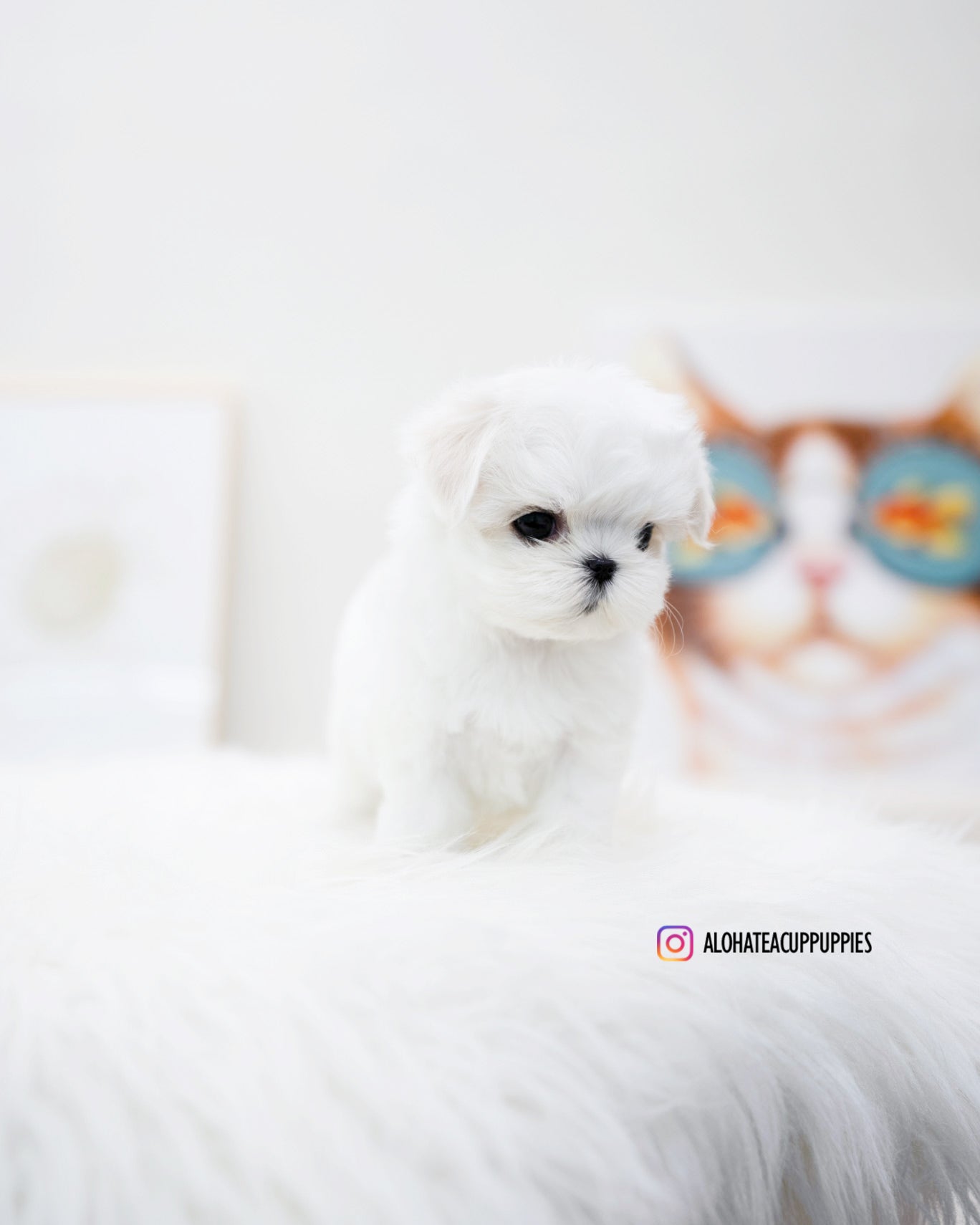 Petit [TEACUP MALTESE]